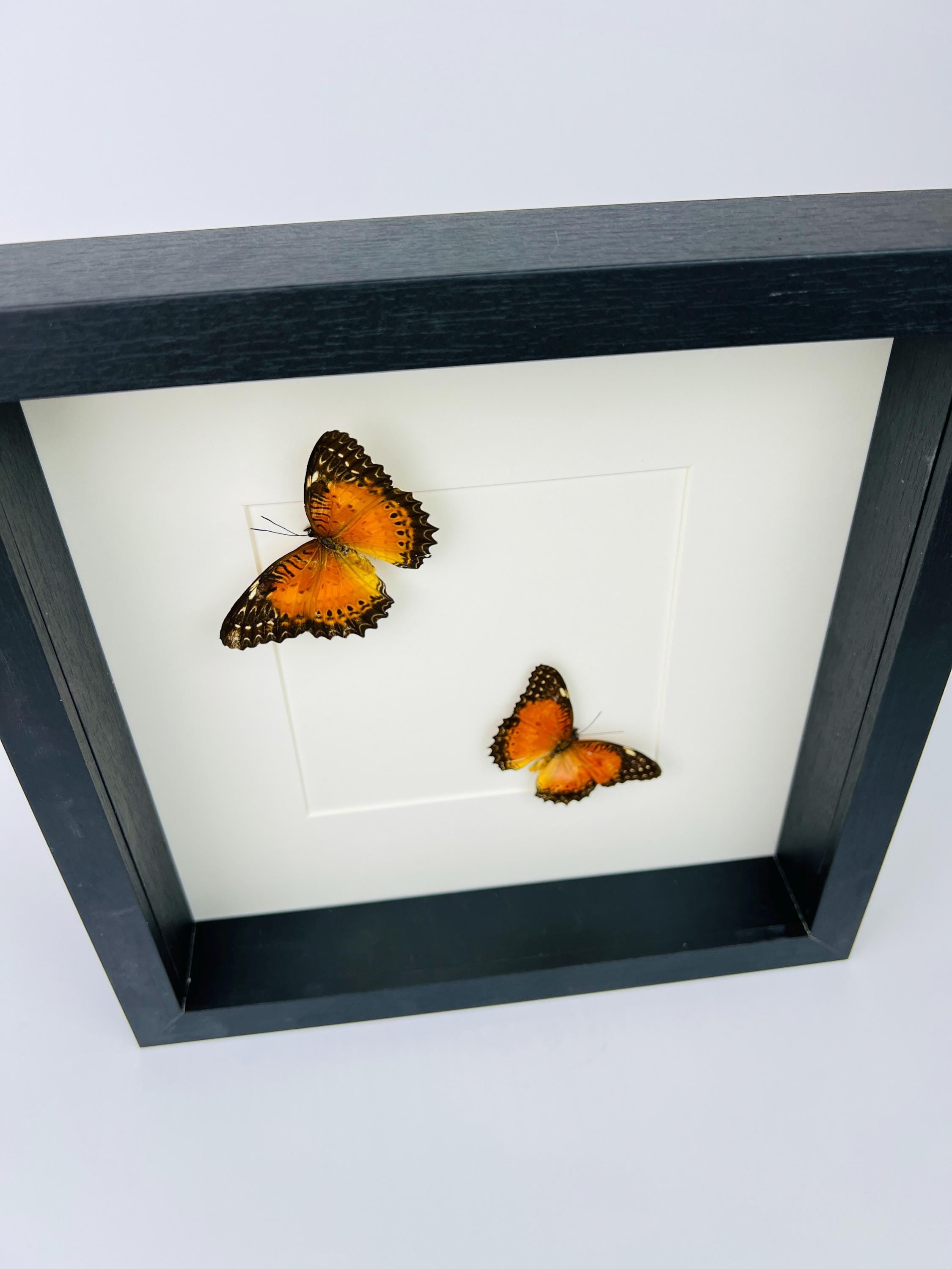 Cethosia Biblis im Rahmen