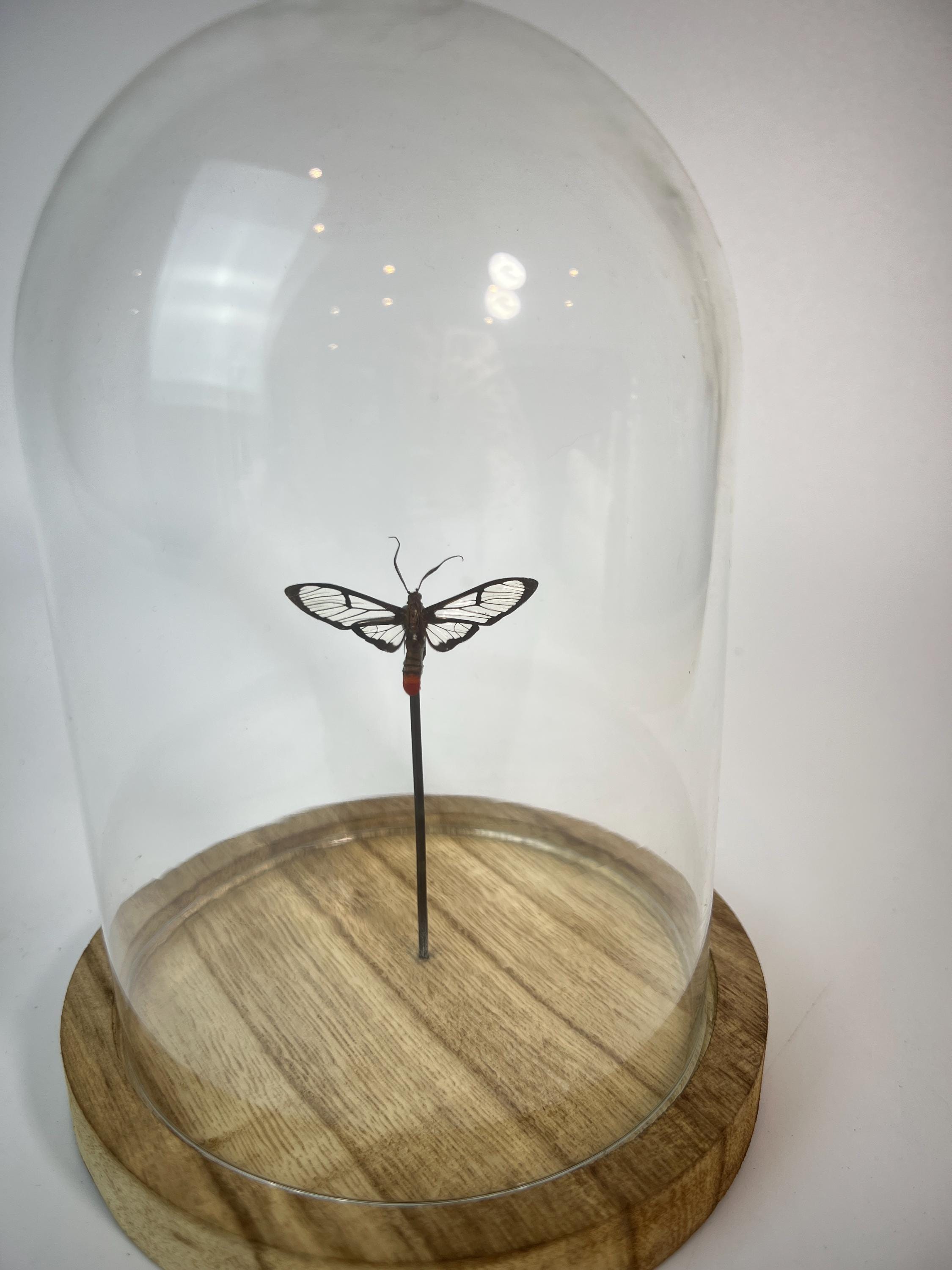 Vlinder met doorzichtige vleugels in stolp