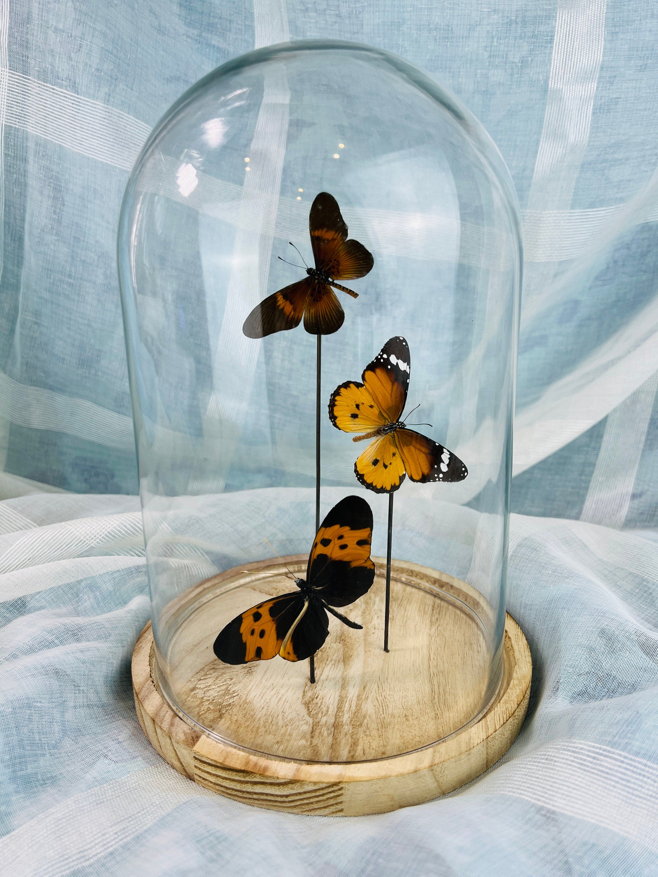 Exotic Butterfly Collection in Glass Dome - Actinote, Danaus Chrysippus, Melinaea - Home Decor Entomology
