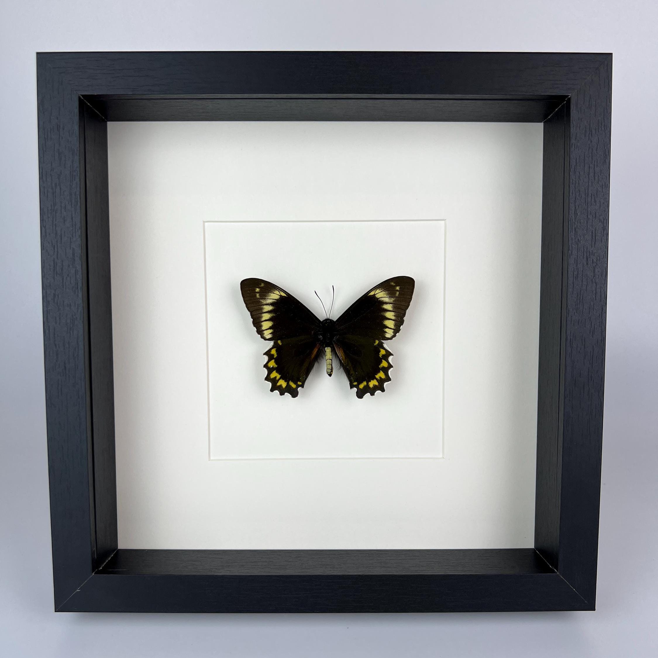 Battus Madyes Chlorodamas in lijst