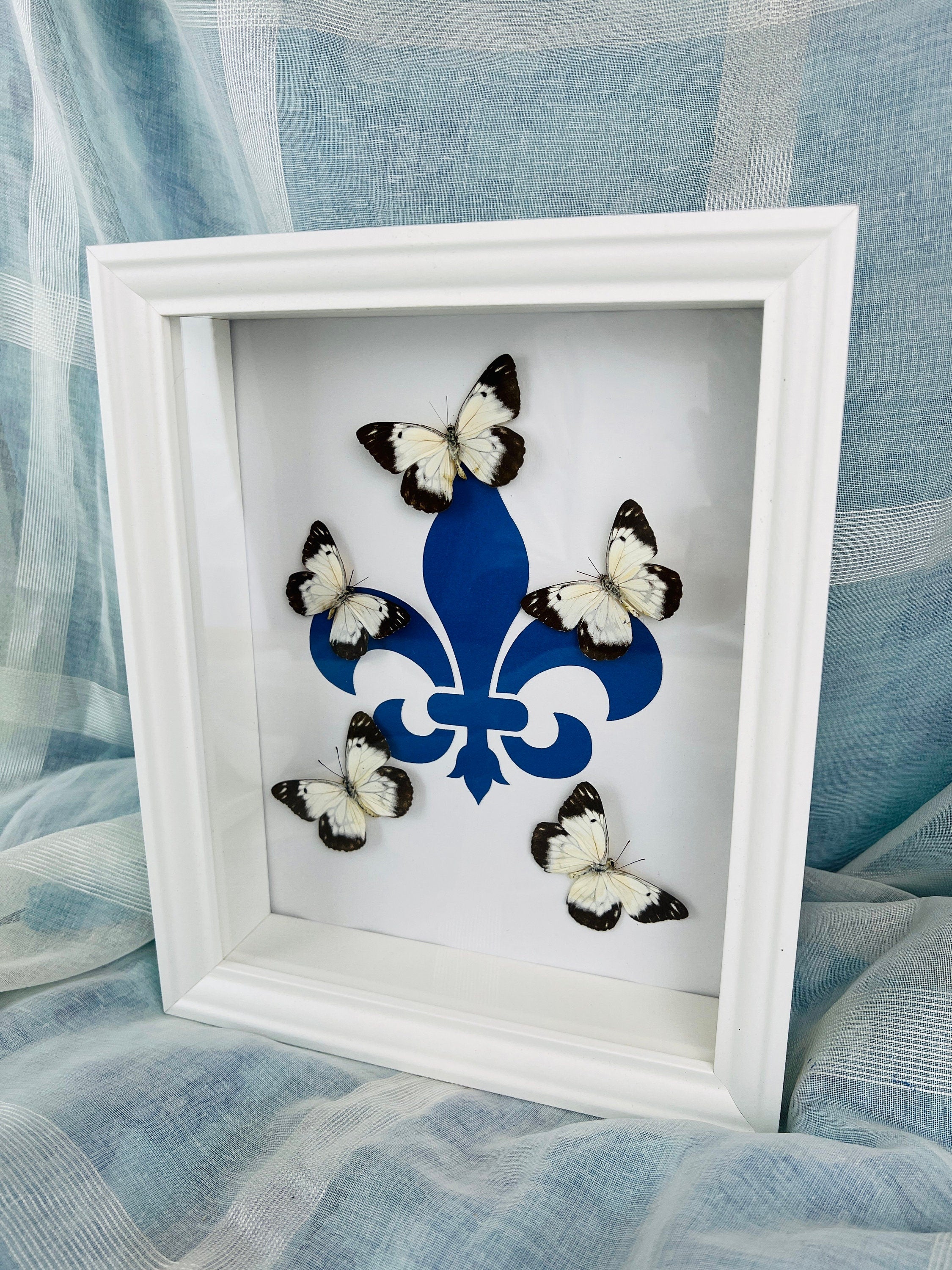 Echte vlinders | Belenois op Fleur de Lis print in lijst (28x23cm)