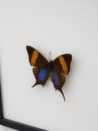 A colorful butterfly with brown and orange wings is displayed against a white background.