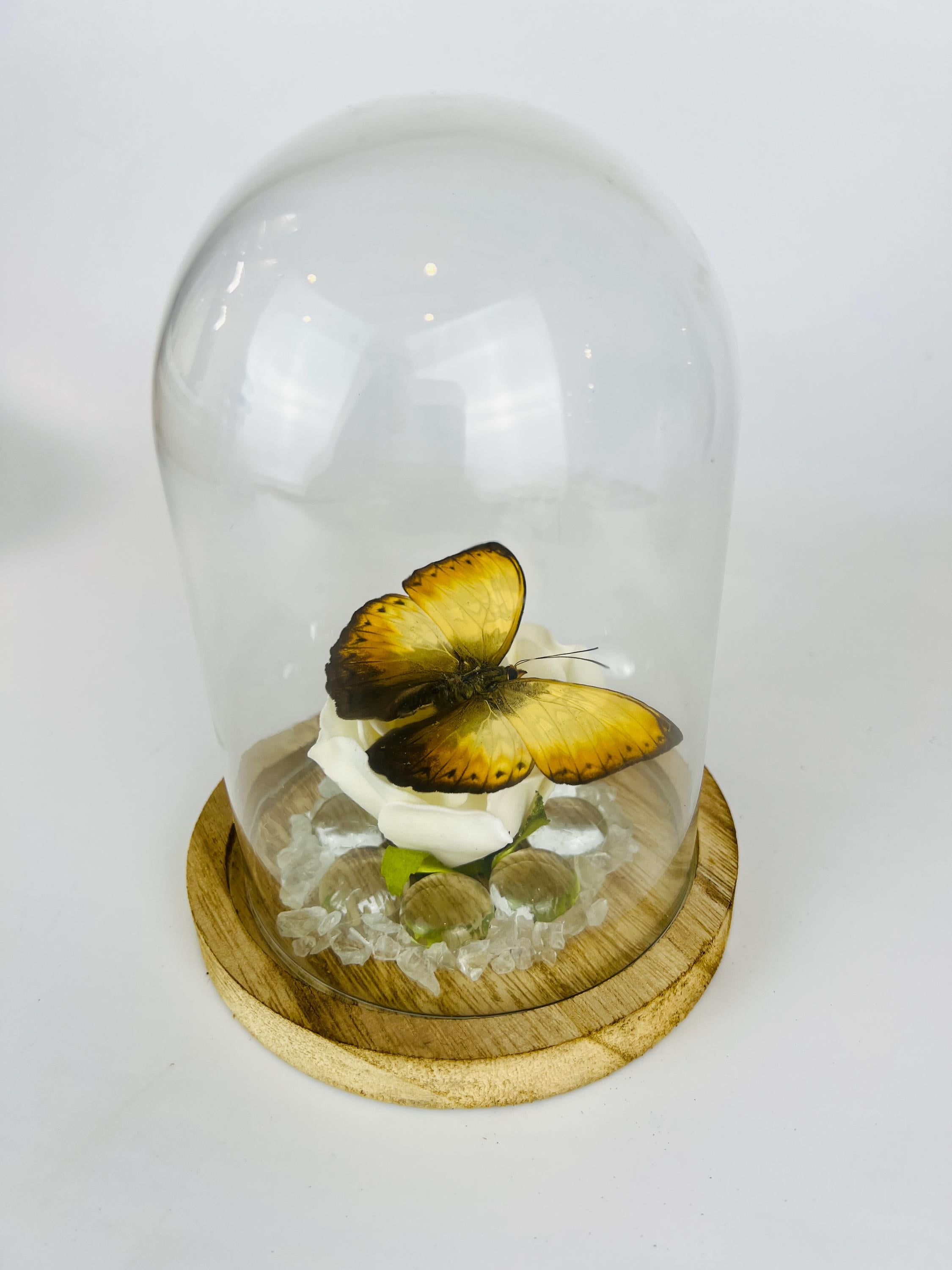 Cymothoe op faux roos met glazen steentjes in stolp