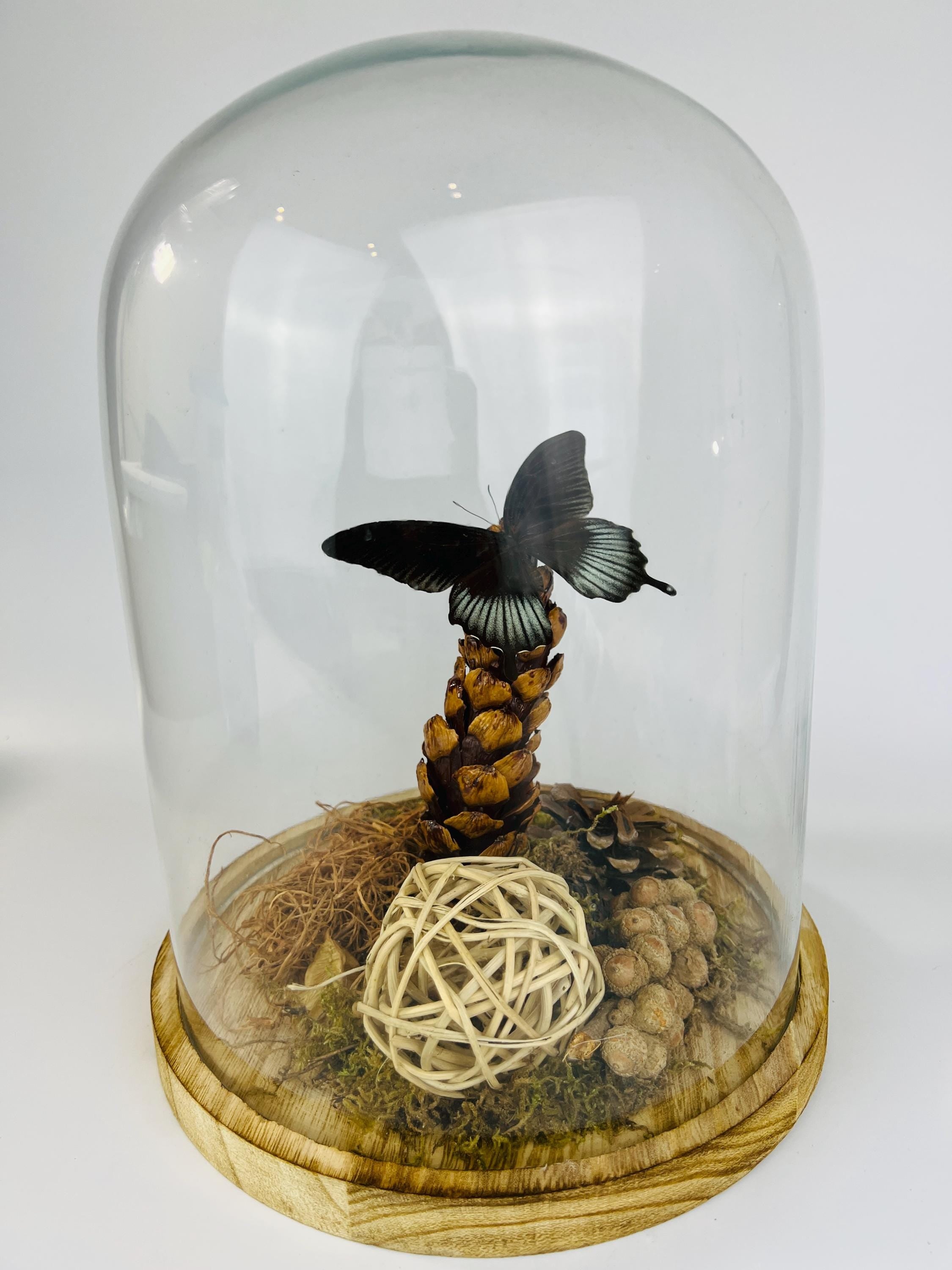 Echte vlinder | Papilio Lowi in stolp (31x23cm)