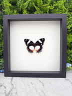 A framed image of a butterfly with black and white wings is displayed on a marble surface, with a green plant in the background.