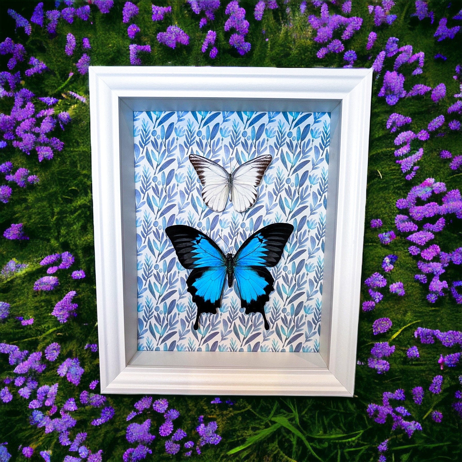 Papilio Ulysses en Appias Hombroni in lijst met print