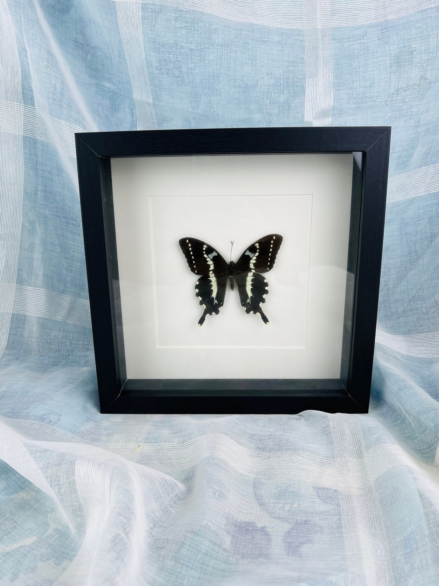 Papilio Delalandei in lijst by KEY LIME STORE