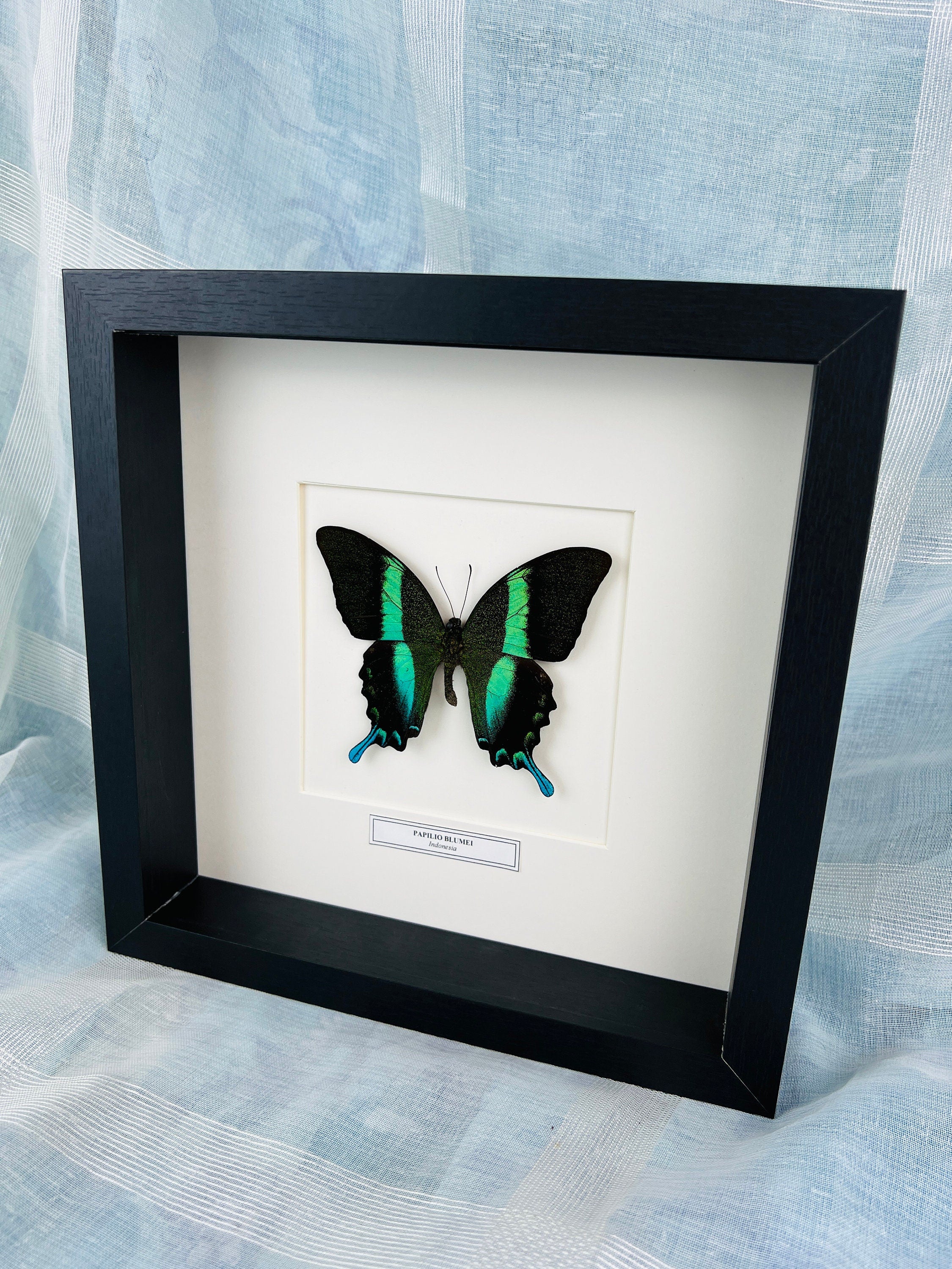 Unique Papilio Blumei Butterfly Shadowbox display with nameplate