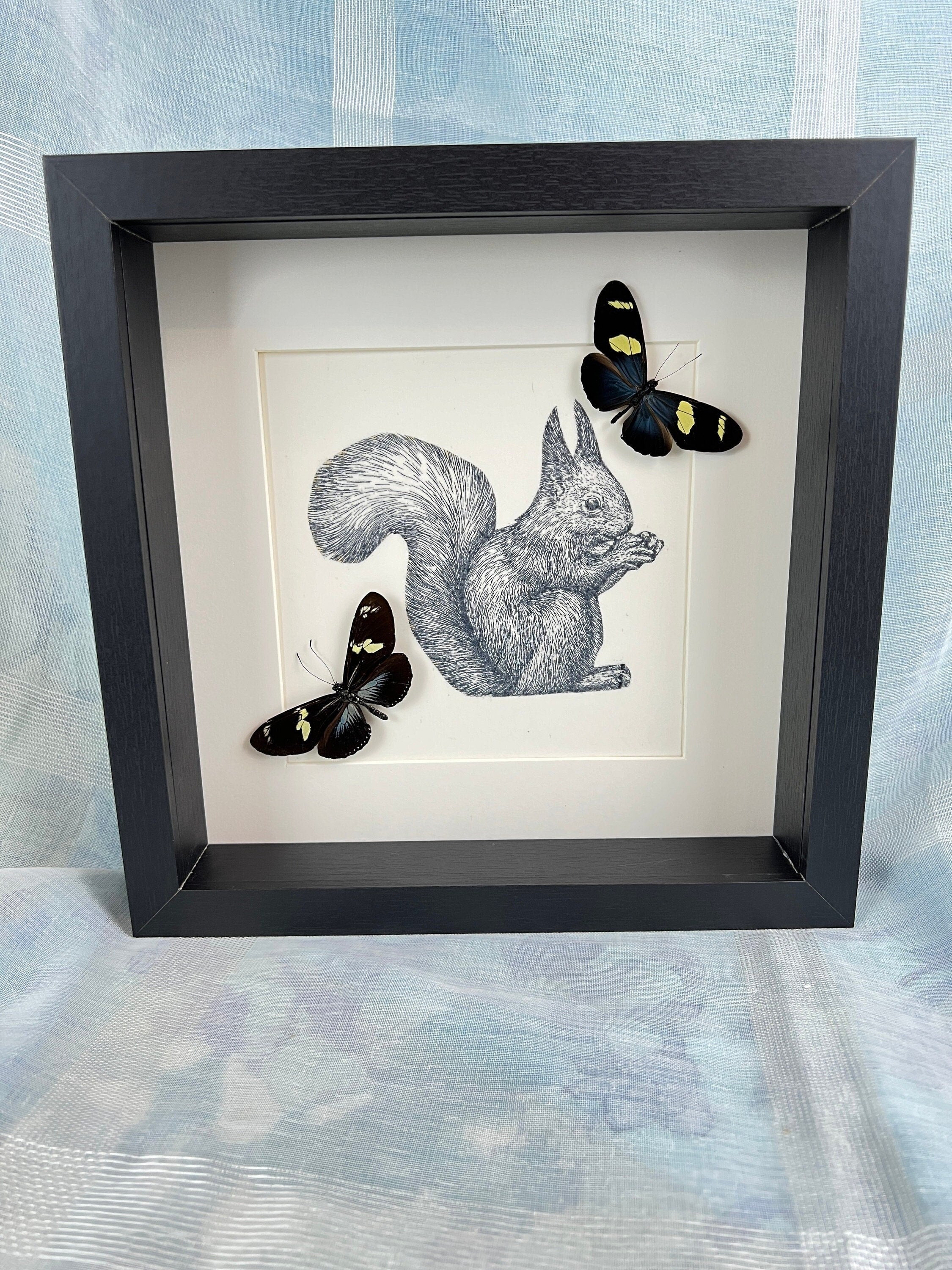 Echte vlinders | Blauwe Heliconius op print van eekhoorn in lijst (25x25cm)