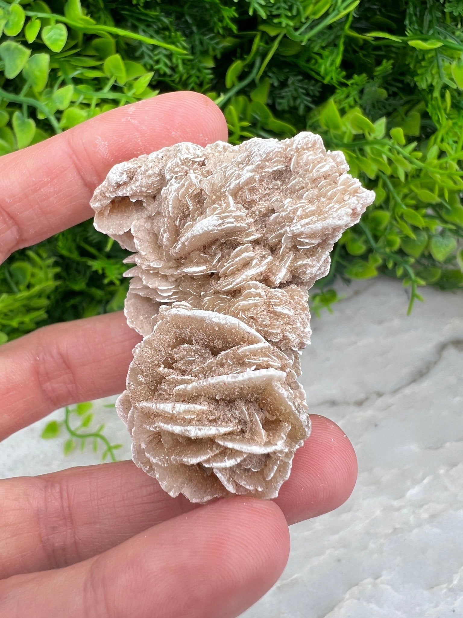 Woestijnroos cluster (5 cm) by KEY LIME STORE