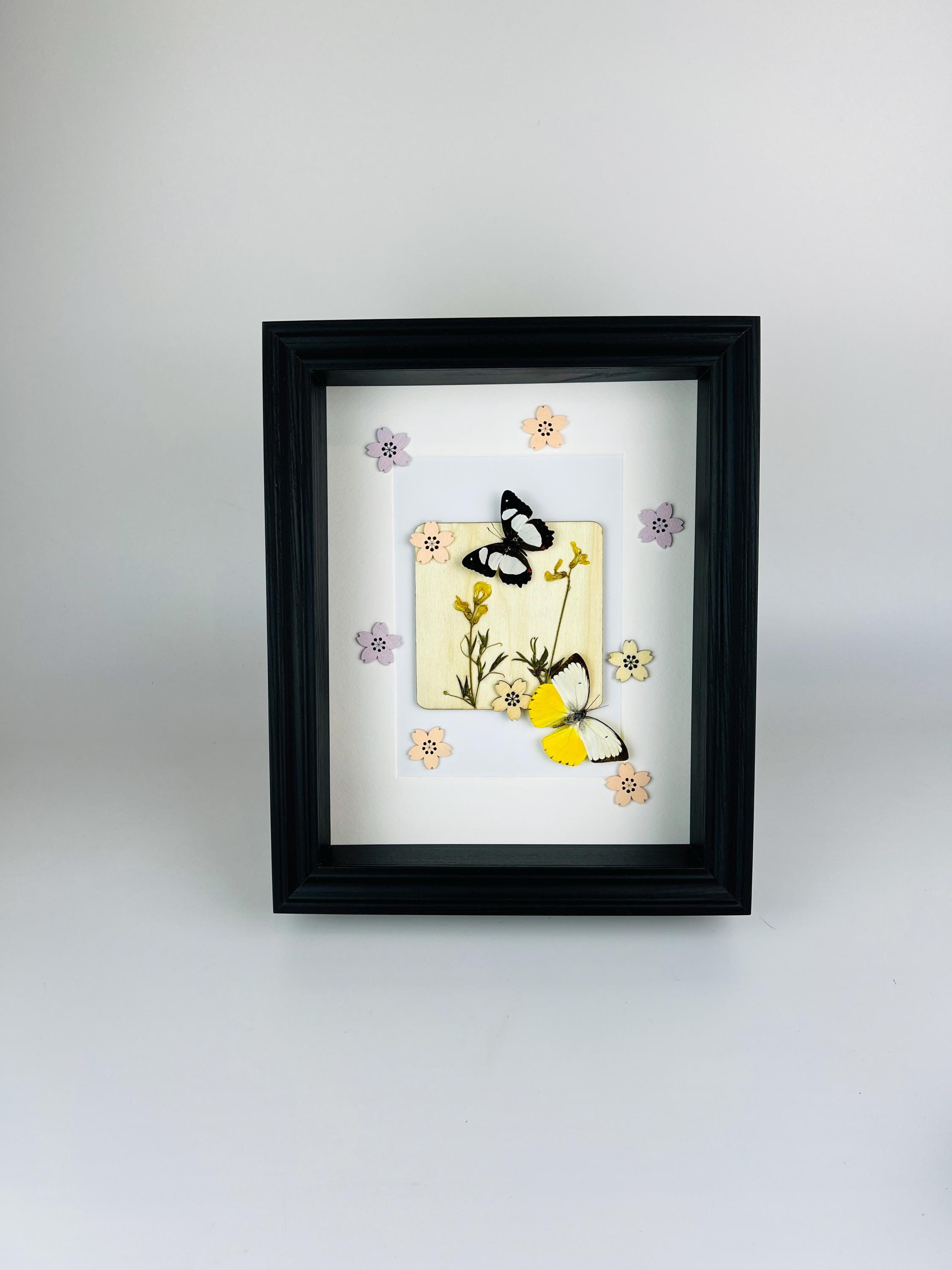 Schmetterlinge mit Trockenblumen und Dekoration im Rahmen