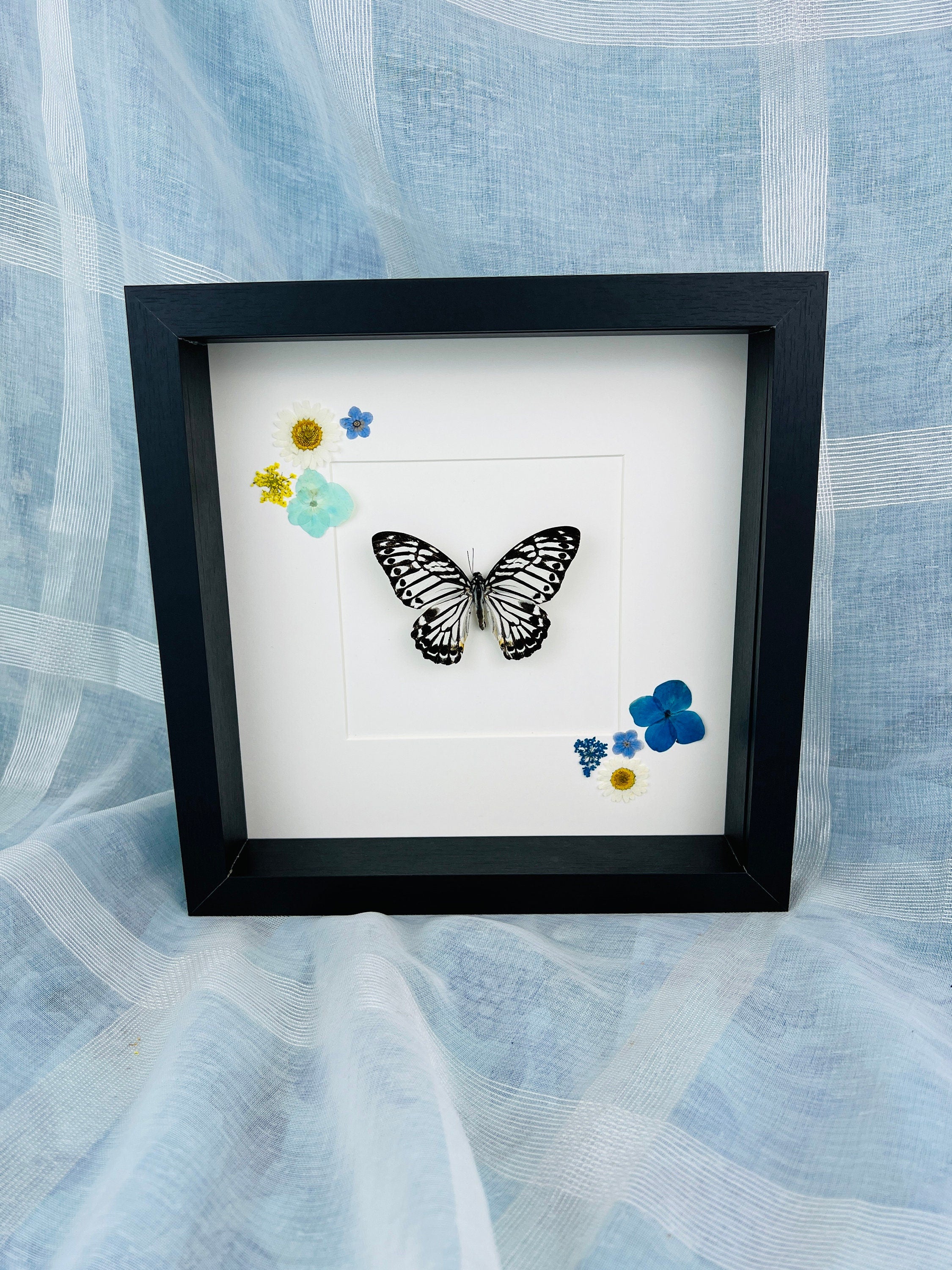 Echte vlinder | Graphium Delesserti en droogbloemen in lijst (25x25cm)