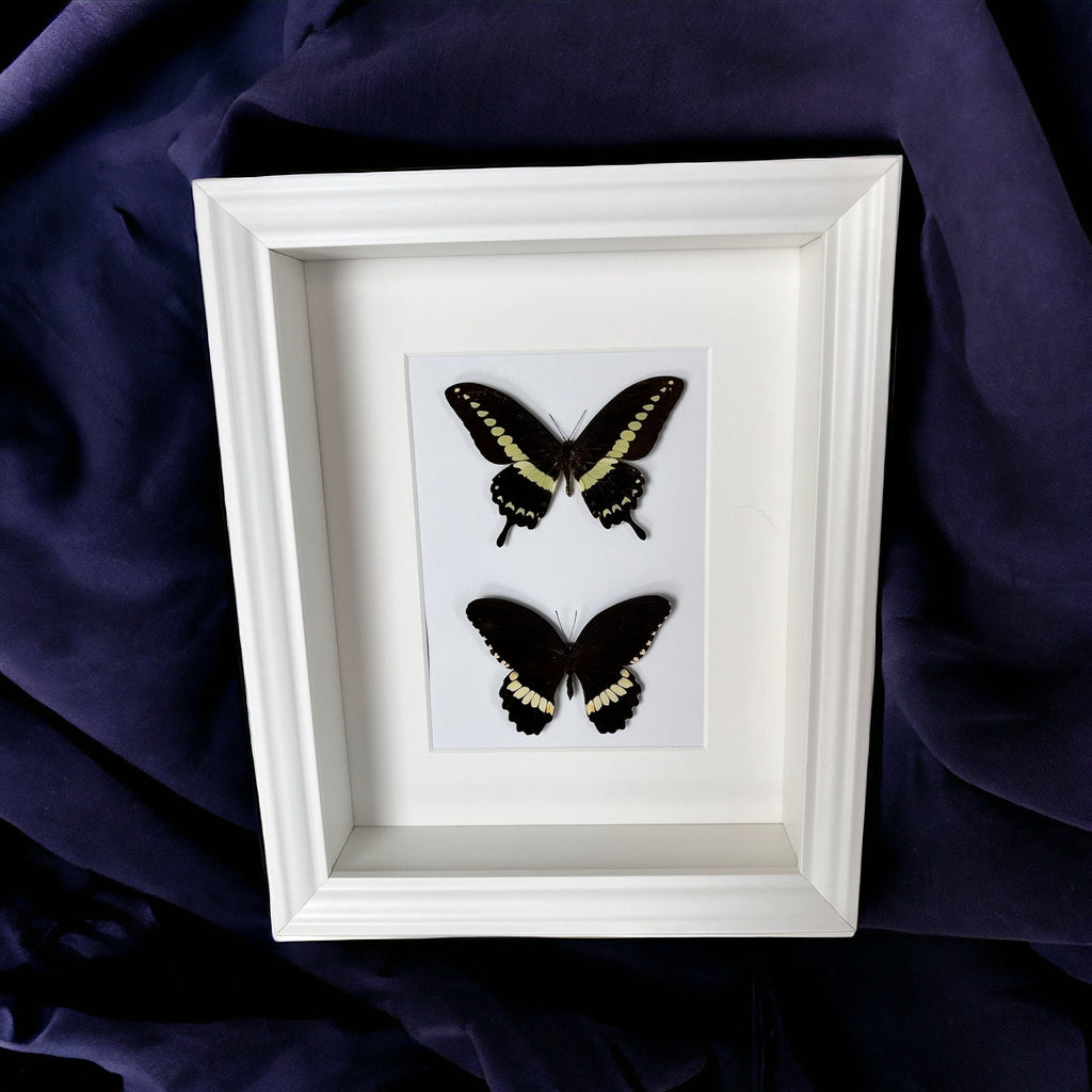 Papilio Demolion und Papilio Polytes Ledebouria in einem Rahmen von KEY LIME STORE