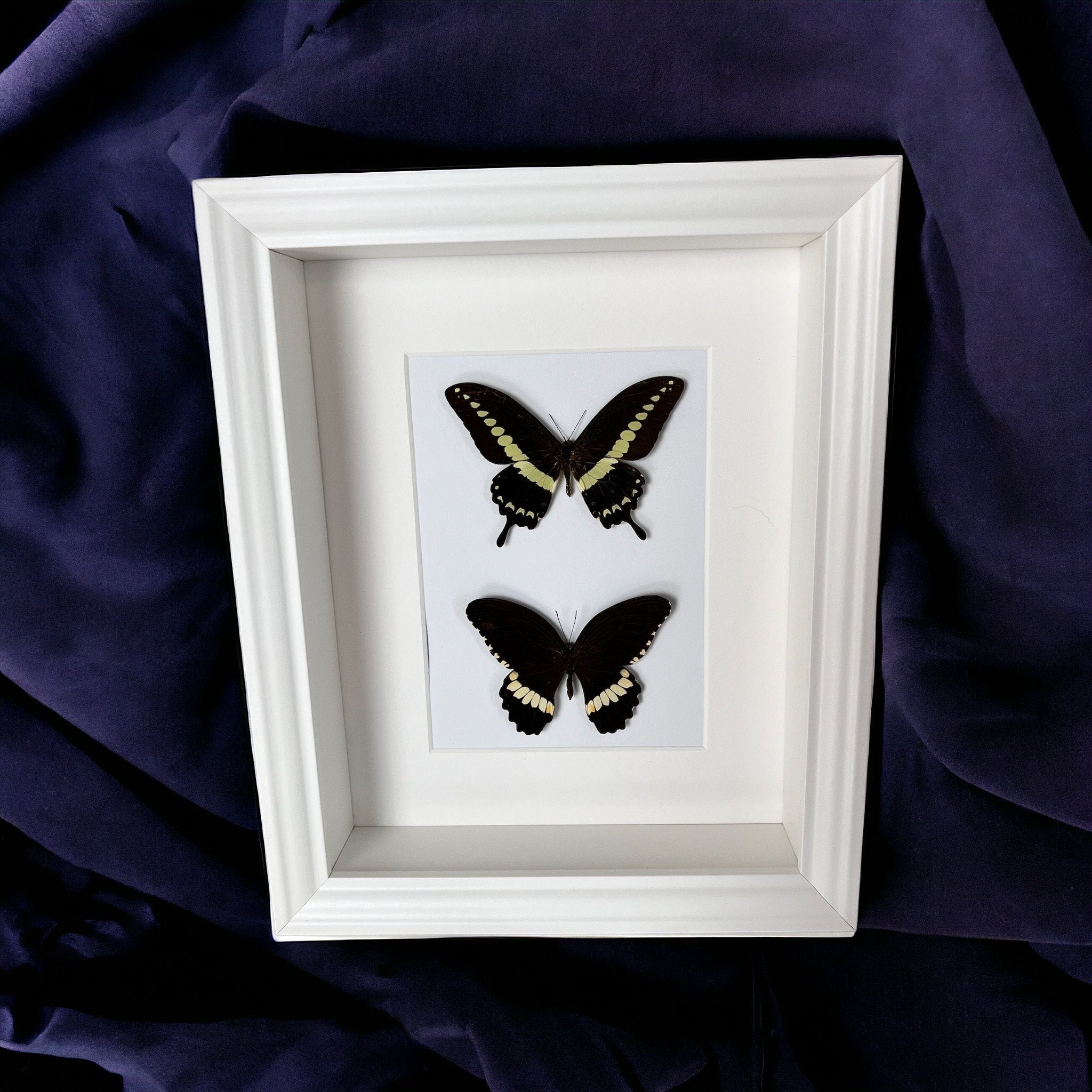Papilio Demolion und Papilio Polytes Ledebouria in einem Rahmen von KEY LIME STORE