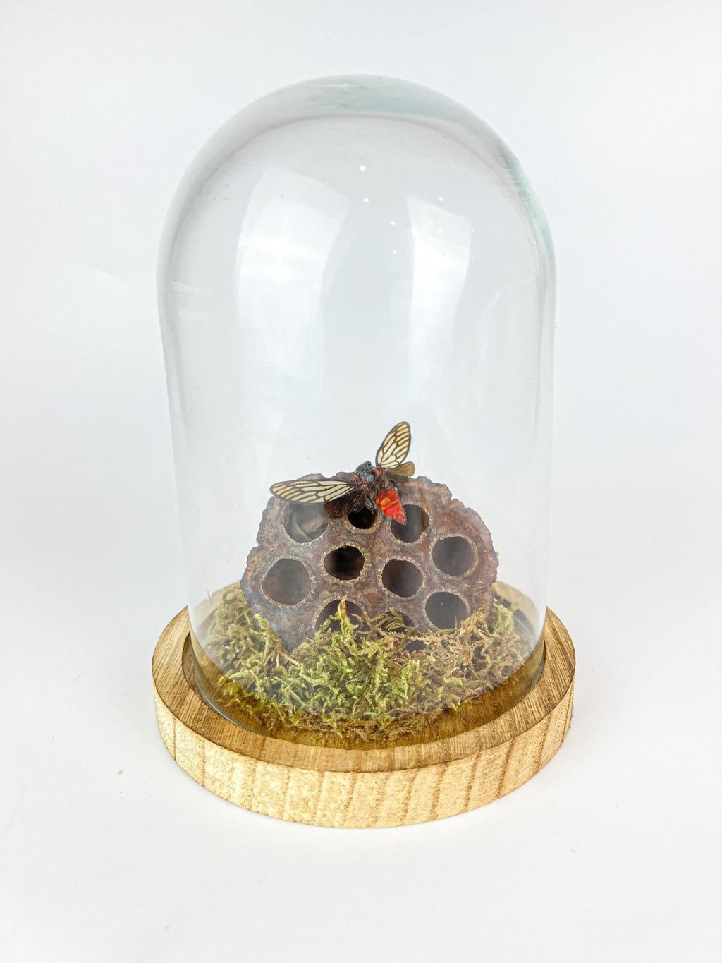 Huechys Incarnata-Zikade mit Moos und getrockneter Lotusblüte in einer Glasglocke von KEY LIME STORE