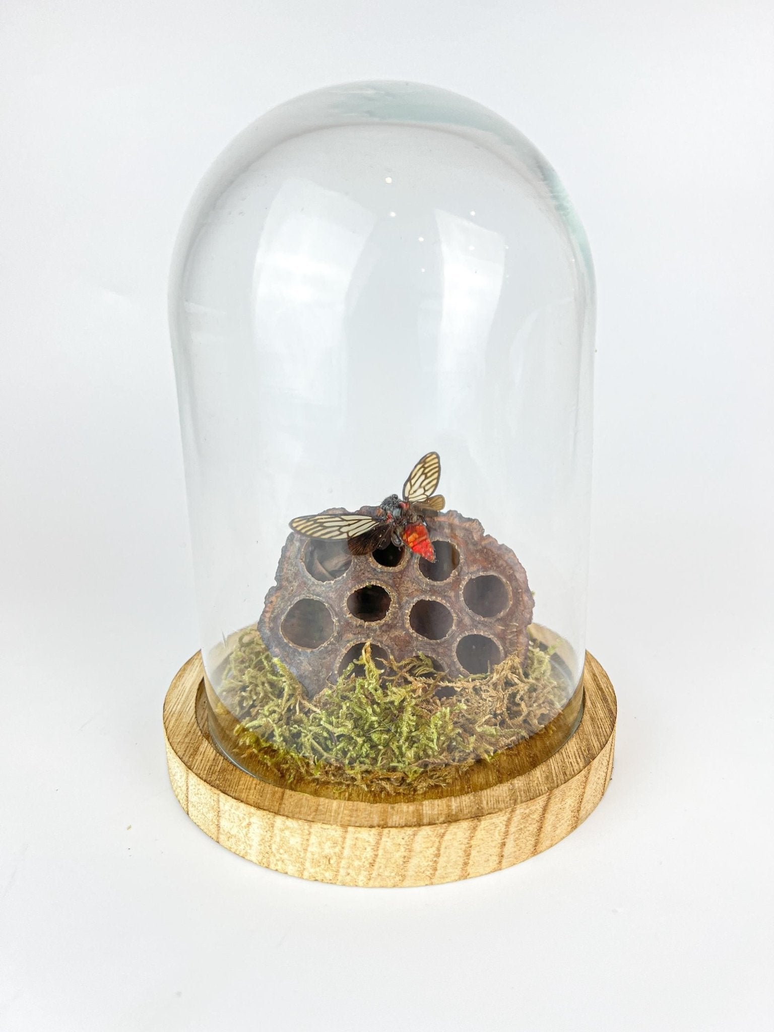 Huechys Incarnata-Zikade mit Moos und getrockneter Lotusblüte in einer Glasglocke von KEY LIME STORE