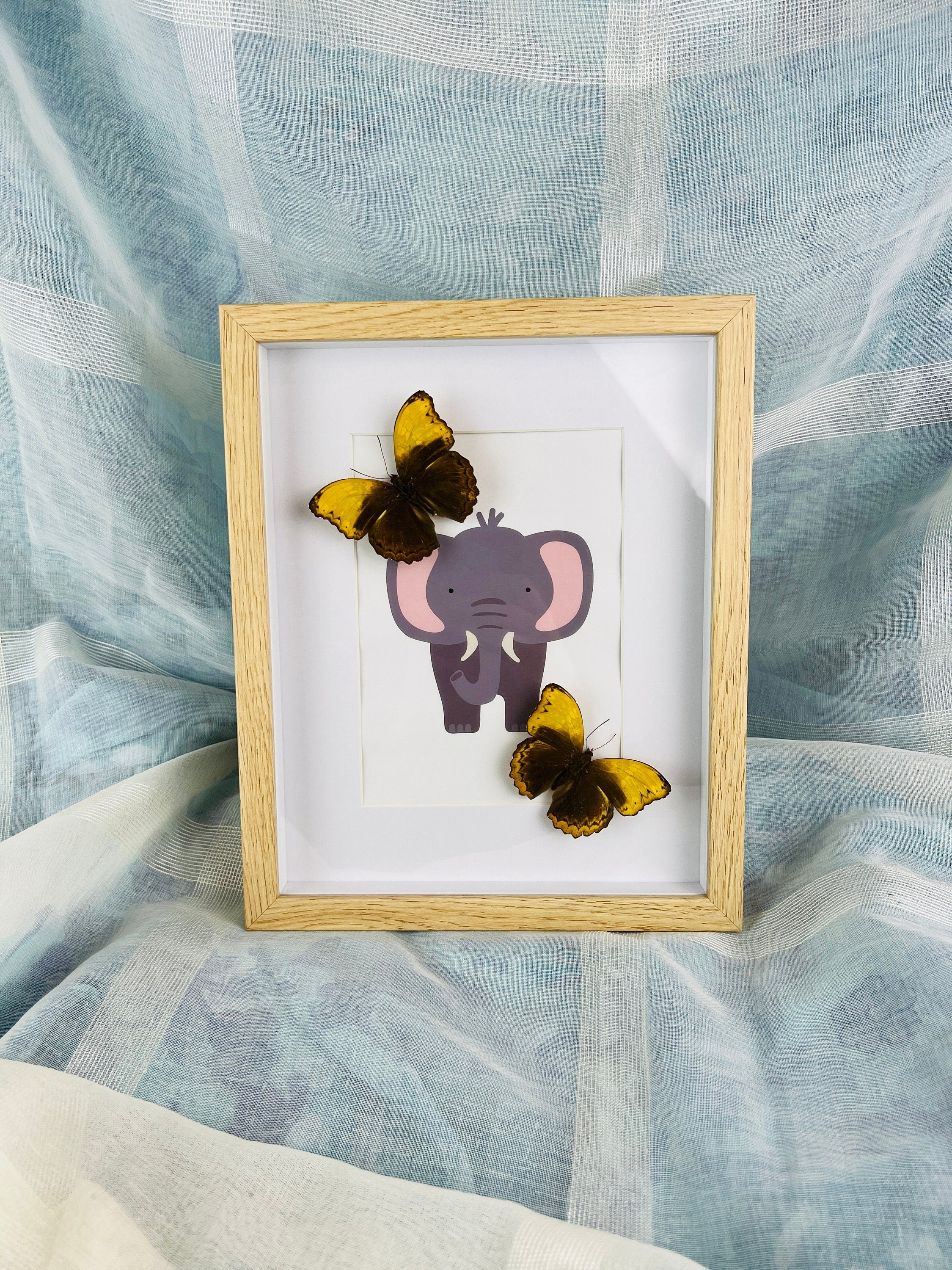 Cymothoe Haynac op print in lijst