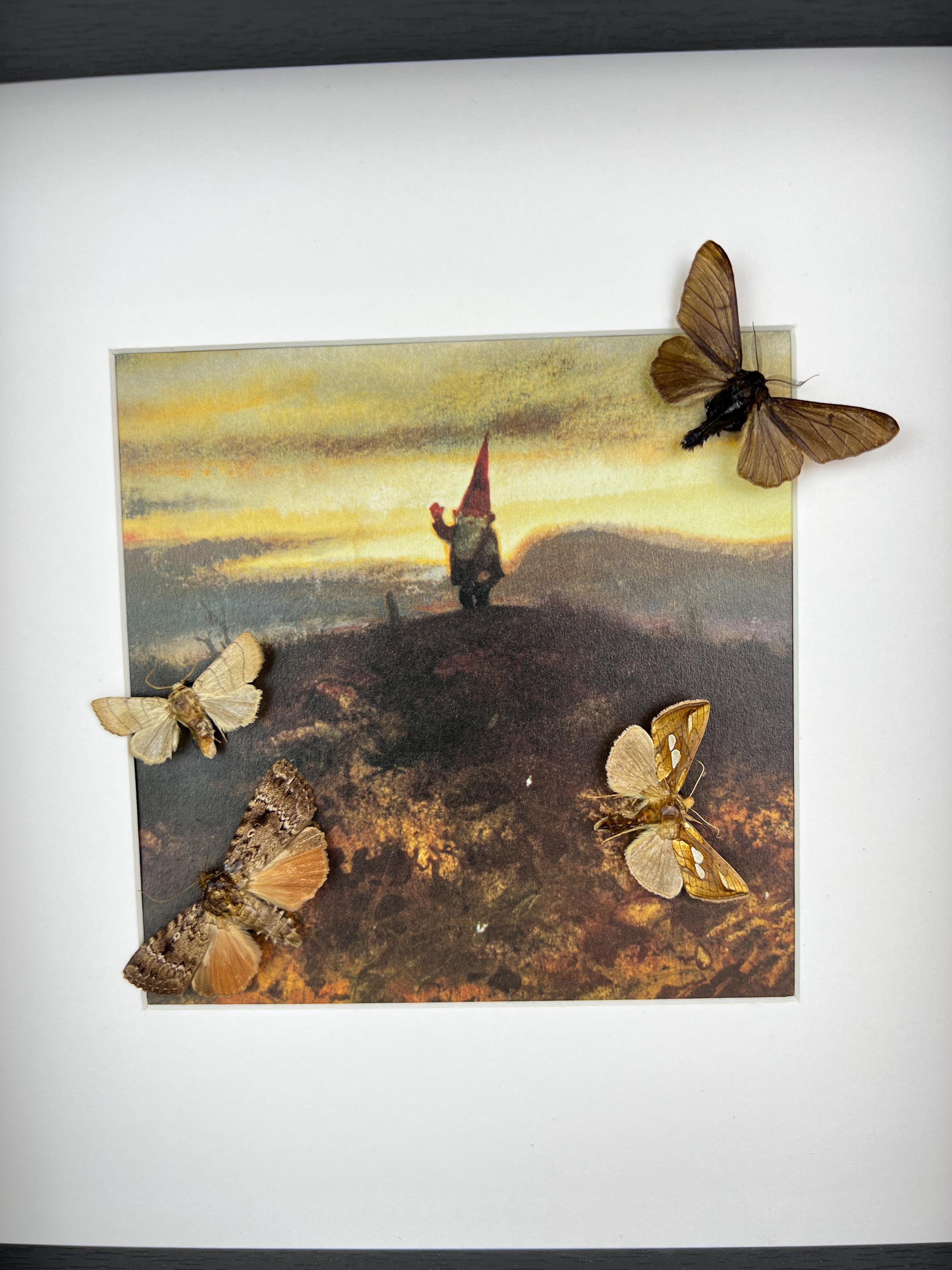 Motten und Schmetterlinge als Druck in einem Rahmen