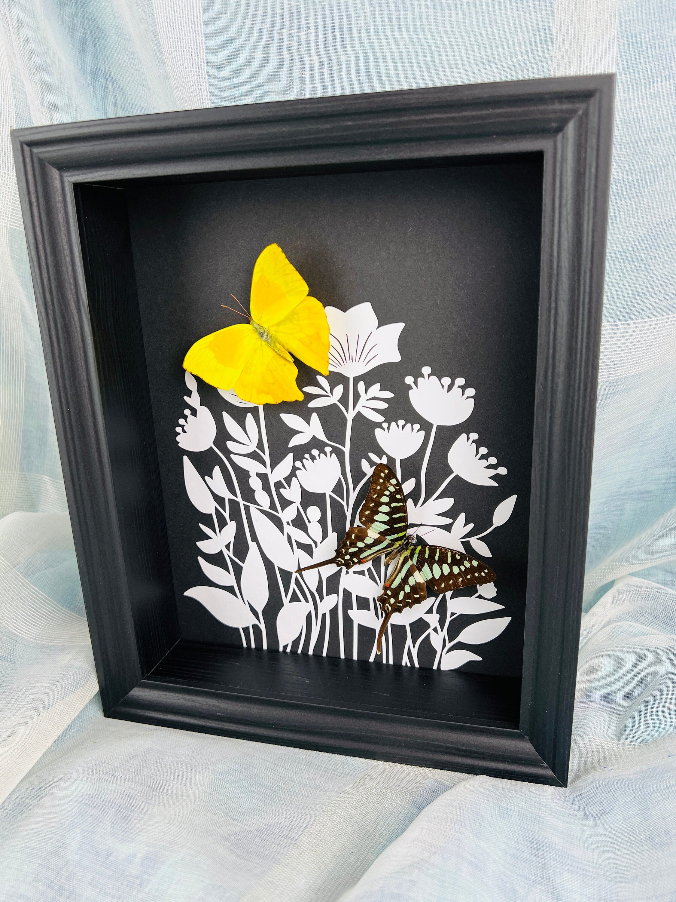 Phoebis Rurina en Graphium Antheus met print in lijst