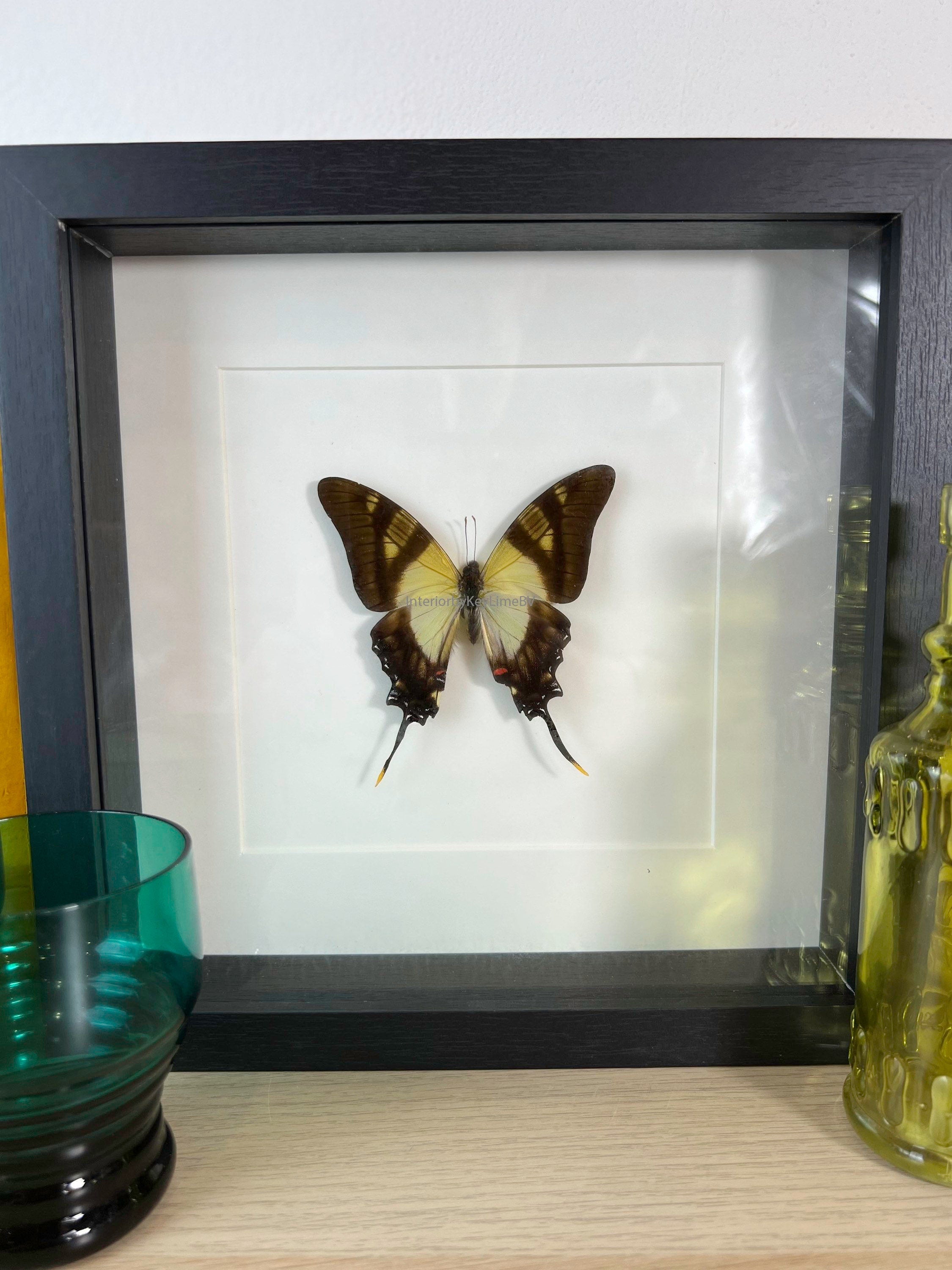 Eurytides Serville in lijst