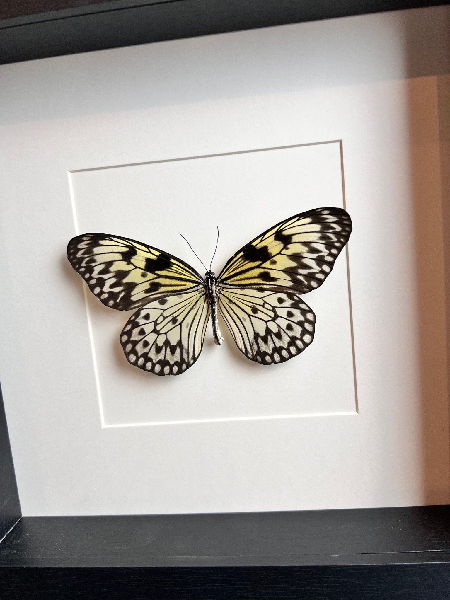 Idea Leuconoe in lijst by KEY LIME STORE