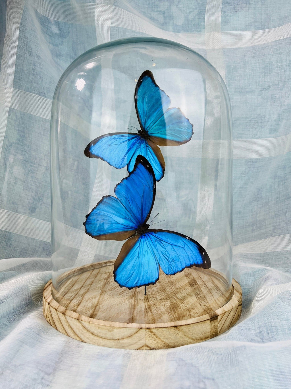 Morpho Didius in einer Glasglocke von KEY LIME STORE