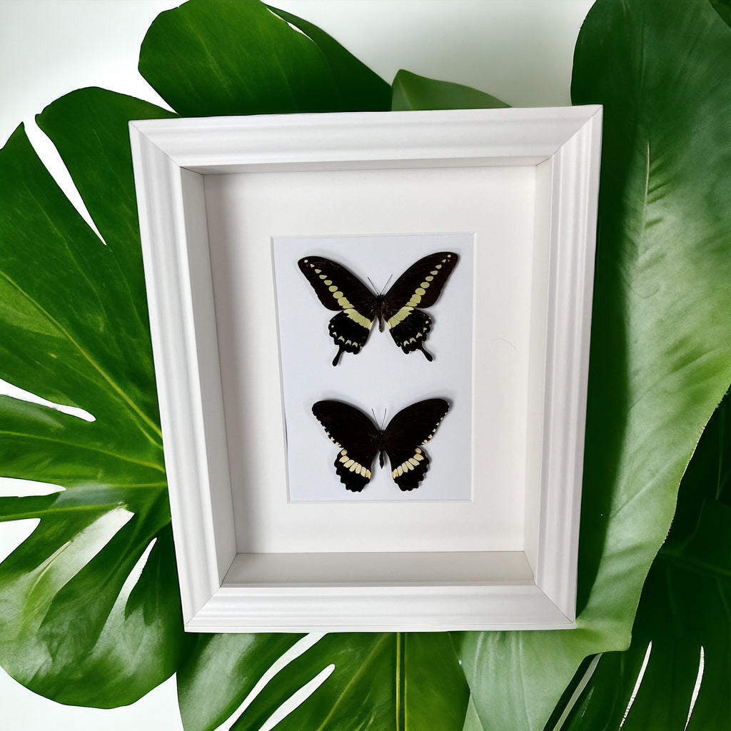 Papilio Demolion und Papilio Polytes Ledebouria in einem Rahmen von KEY LIME STORE