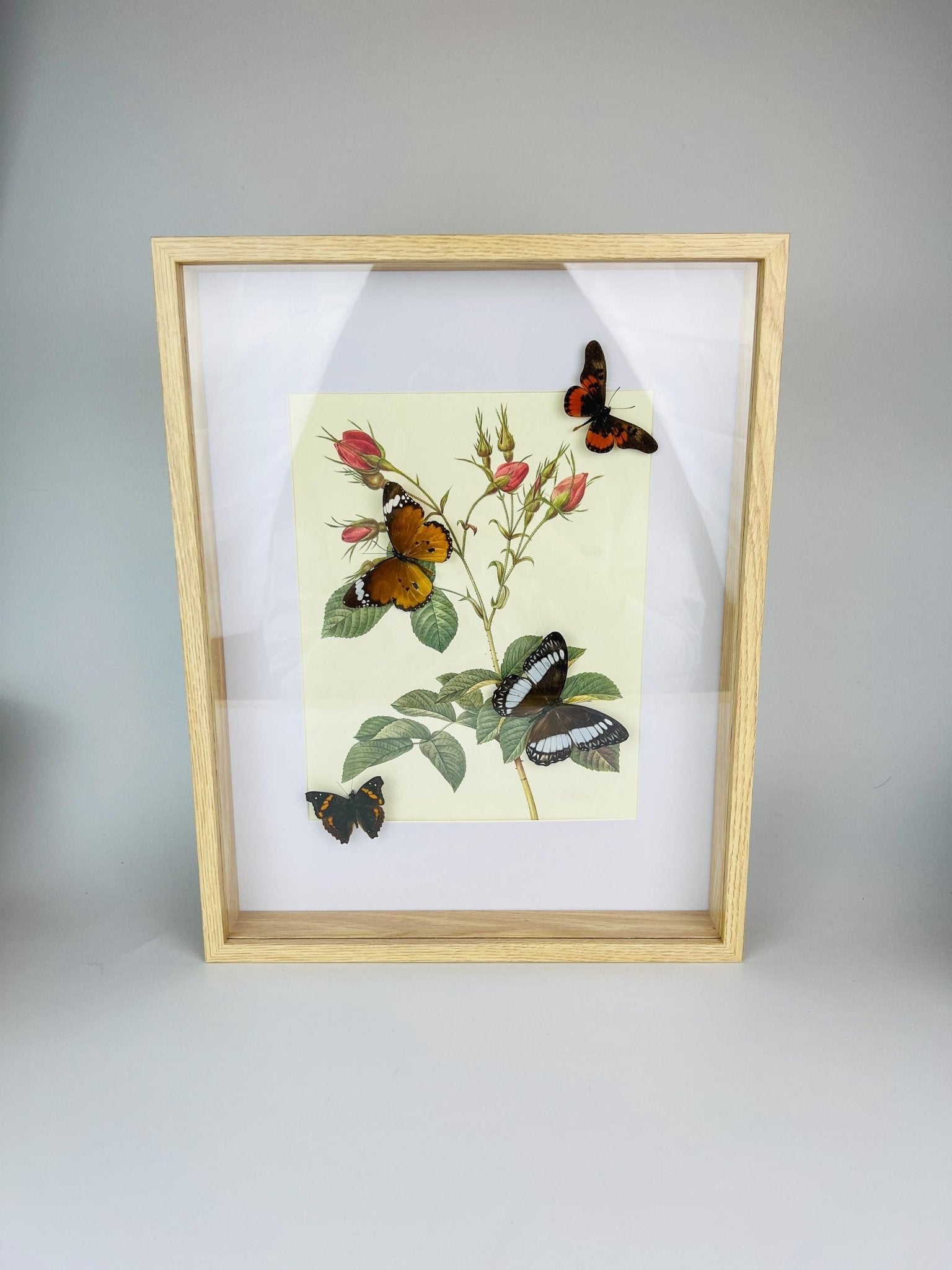 Echte vlinders op botanische print in lijst by KEY LIME STORE