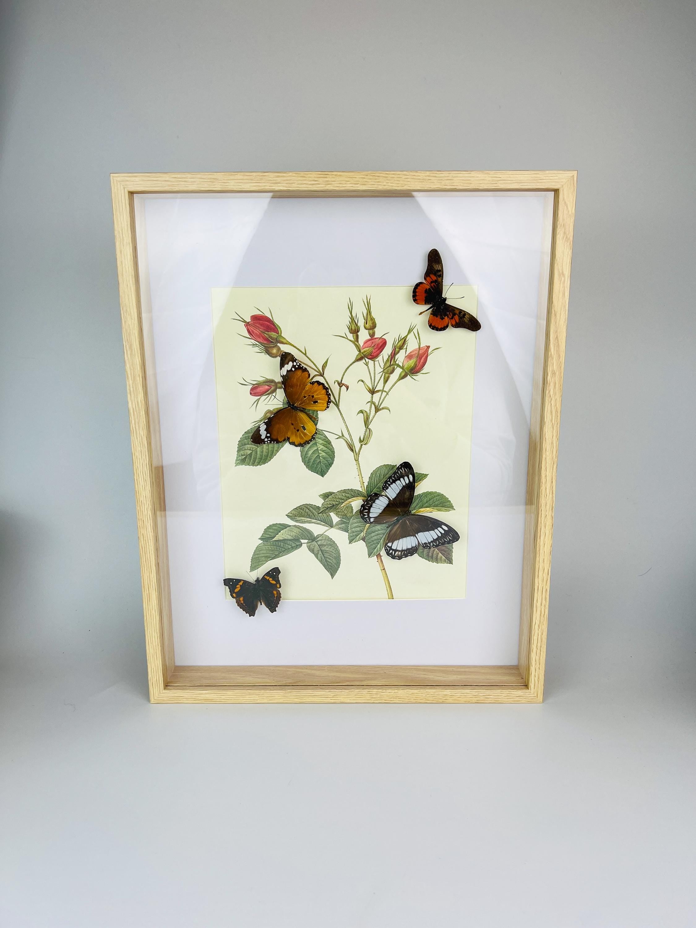 Echte Schmetterlinge auf botanischem Druck, gerahmt
