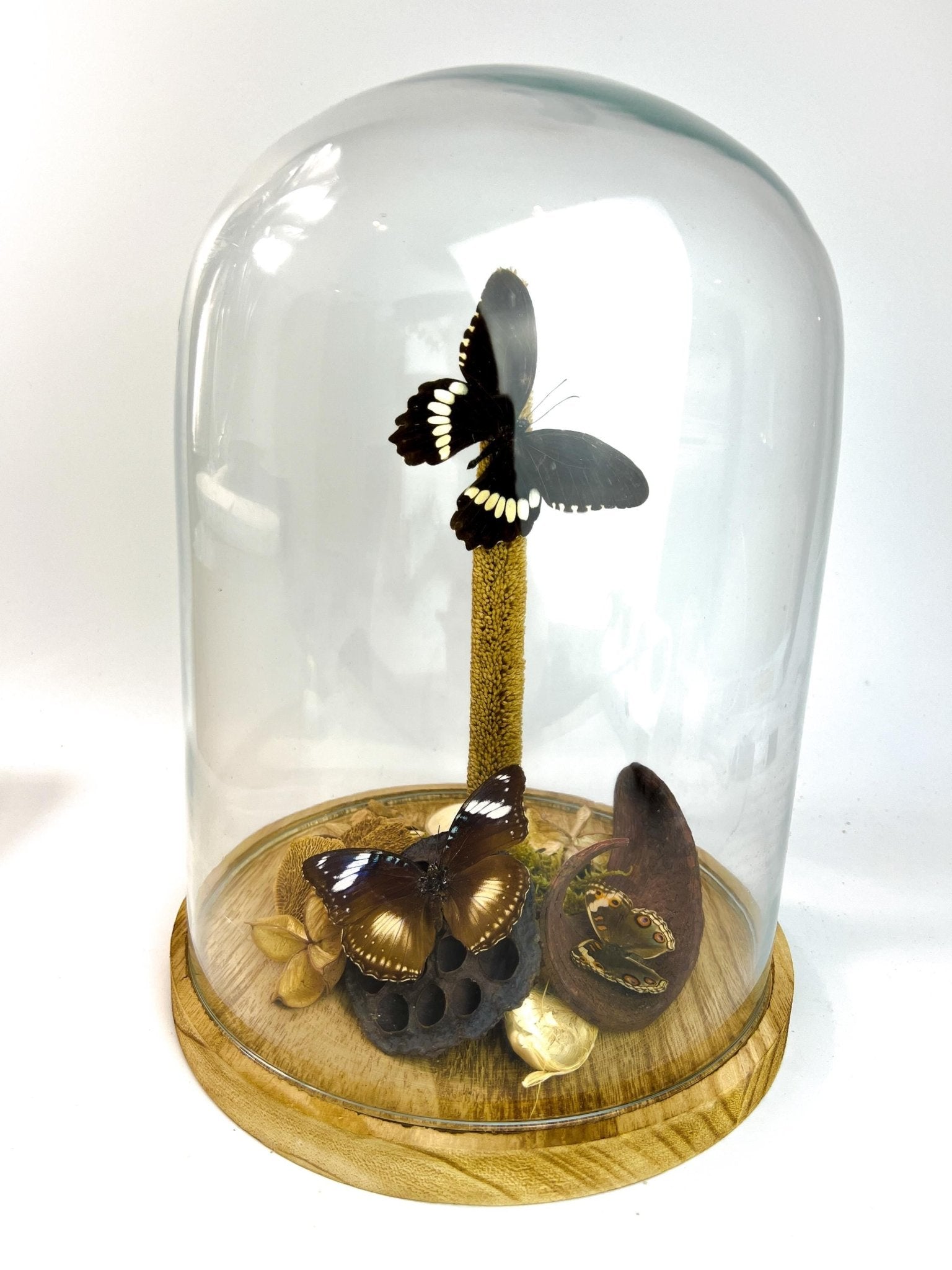 Papilio Polytes, Hypolimnas Bolina und Junonia Coenia in einer Glasglocke von KEY LIME STORE