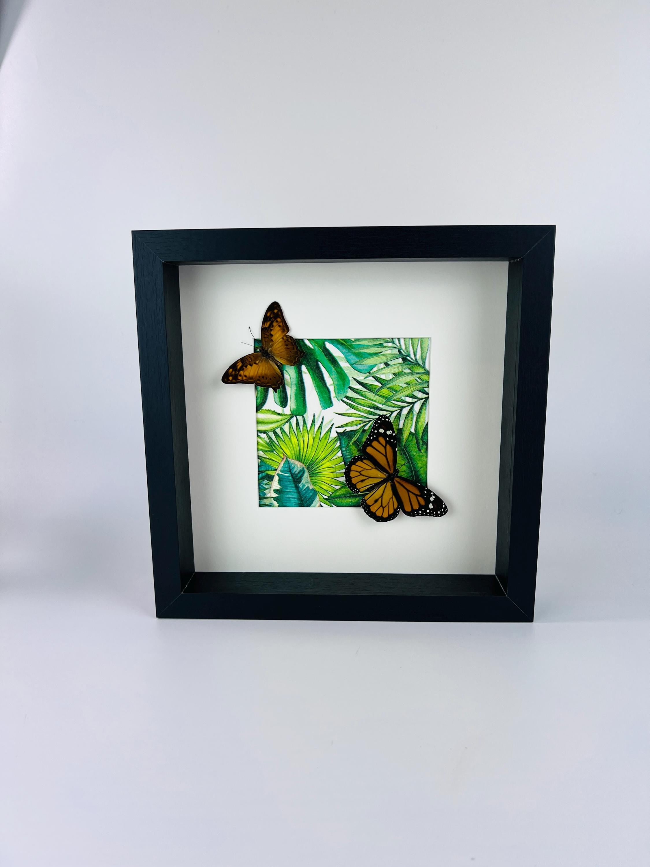 Vagrans Egista und Danaus Plexippus im Rahmen