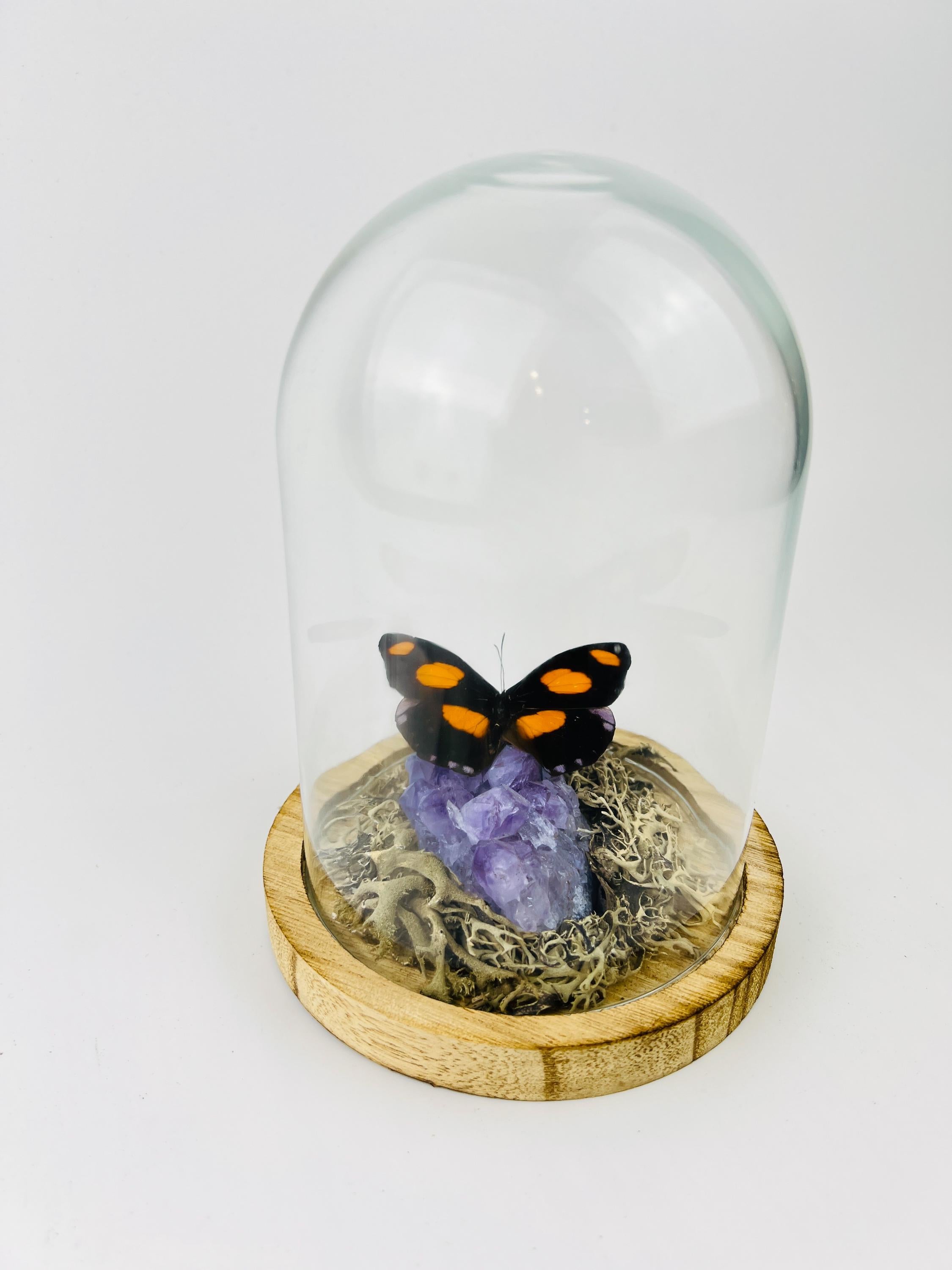 Real butterfly Catonephele Numilia on amethyst in dome (17x13 cm)
