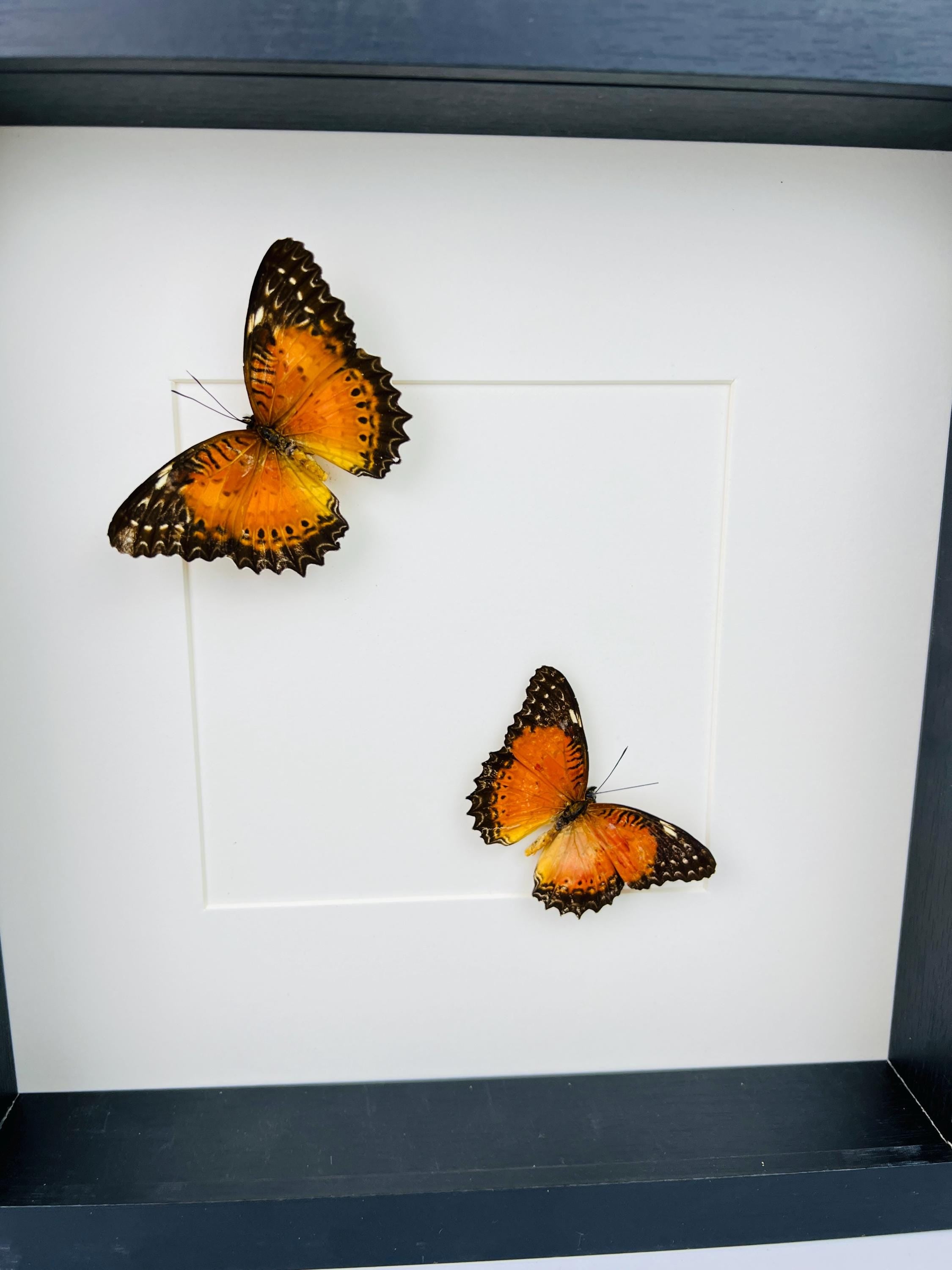 Cethosia Biblis in lijst