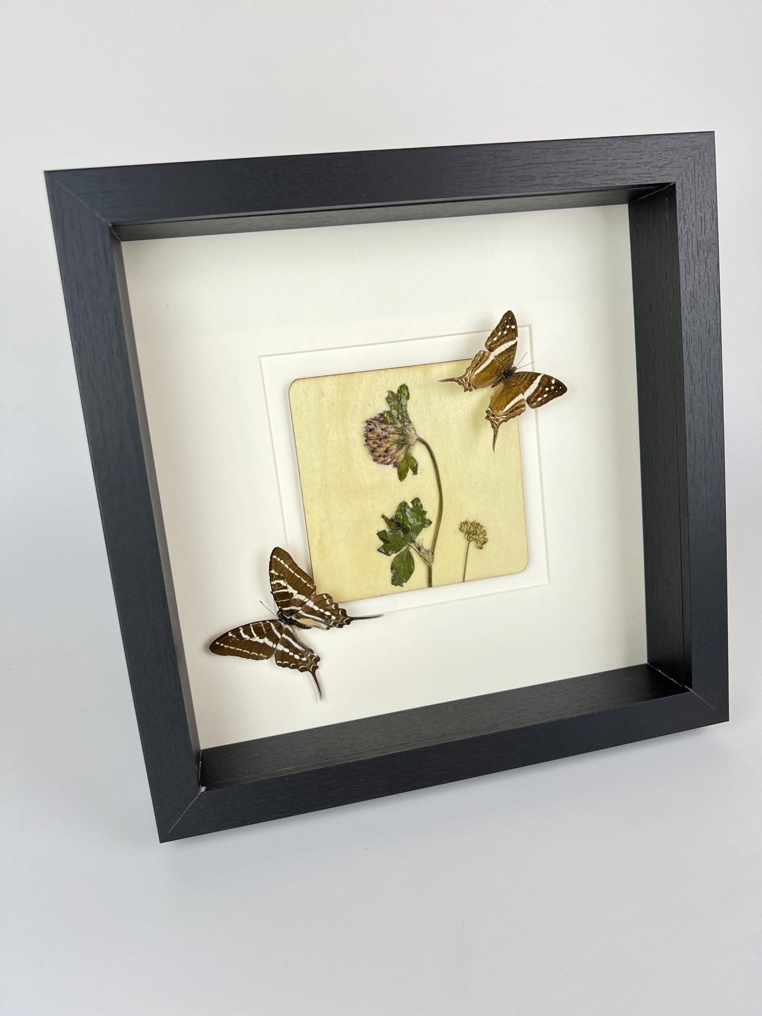 „Marpesia Crethon“ und „Graphium Aristeus“ mit Trockenblumen in einem Rahmen von KEY LIME STORE