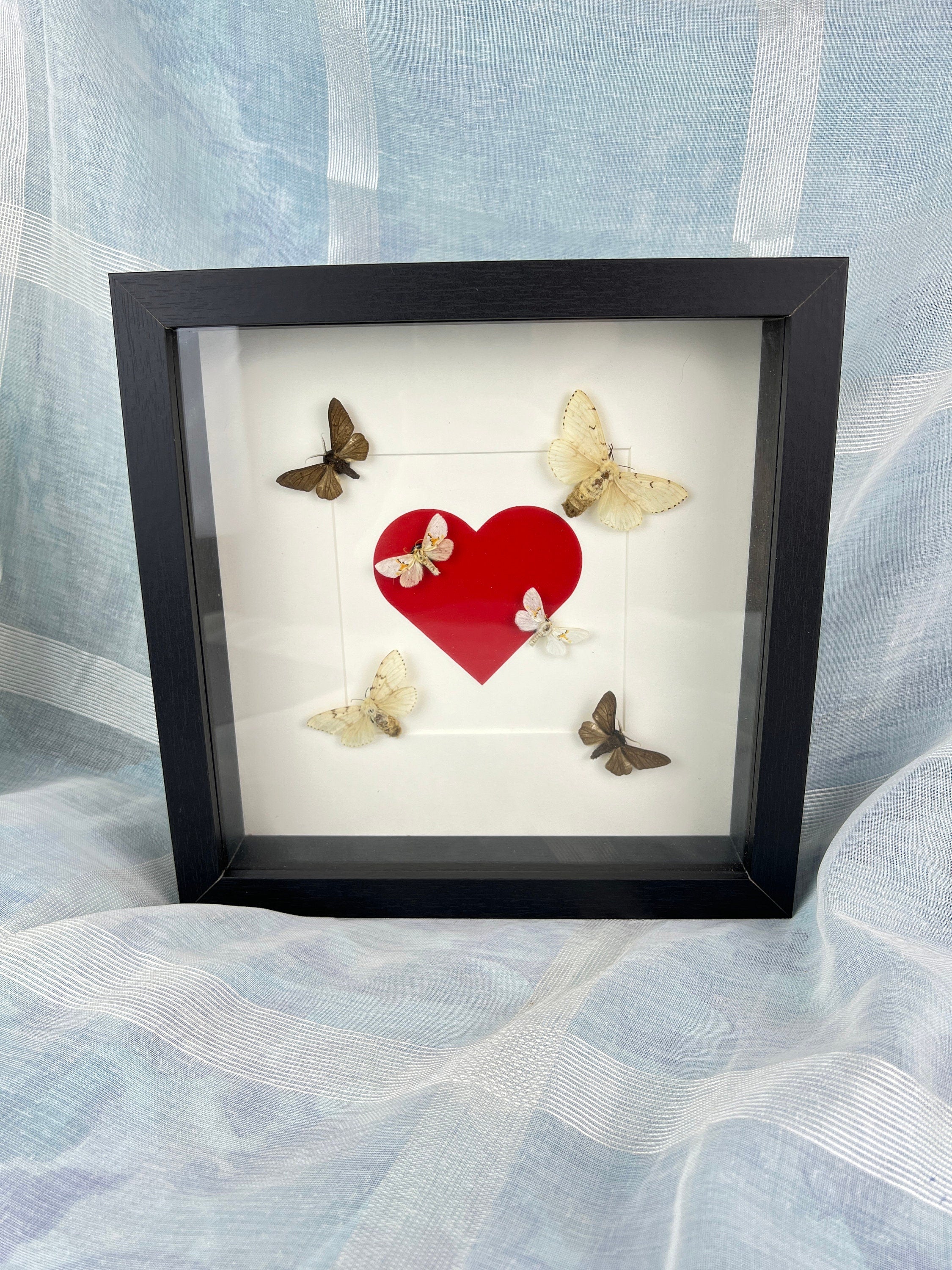 Sechs Motten in einem Rahmen