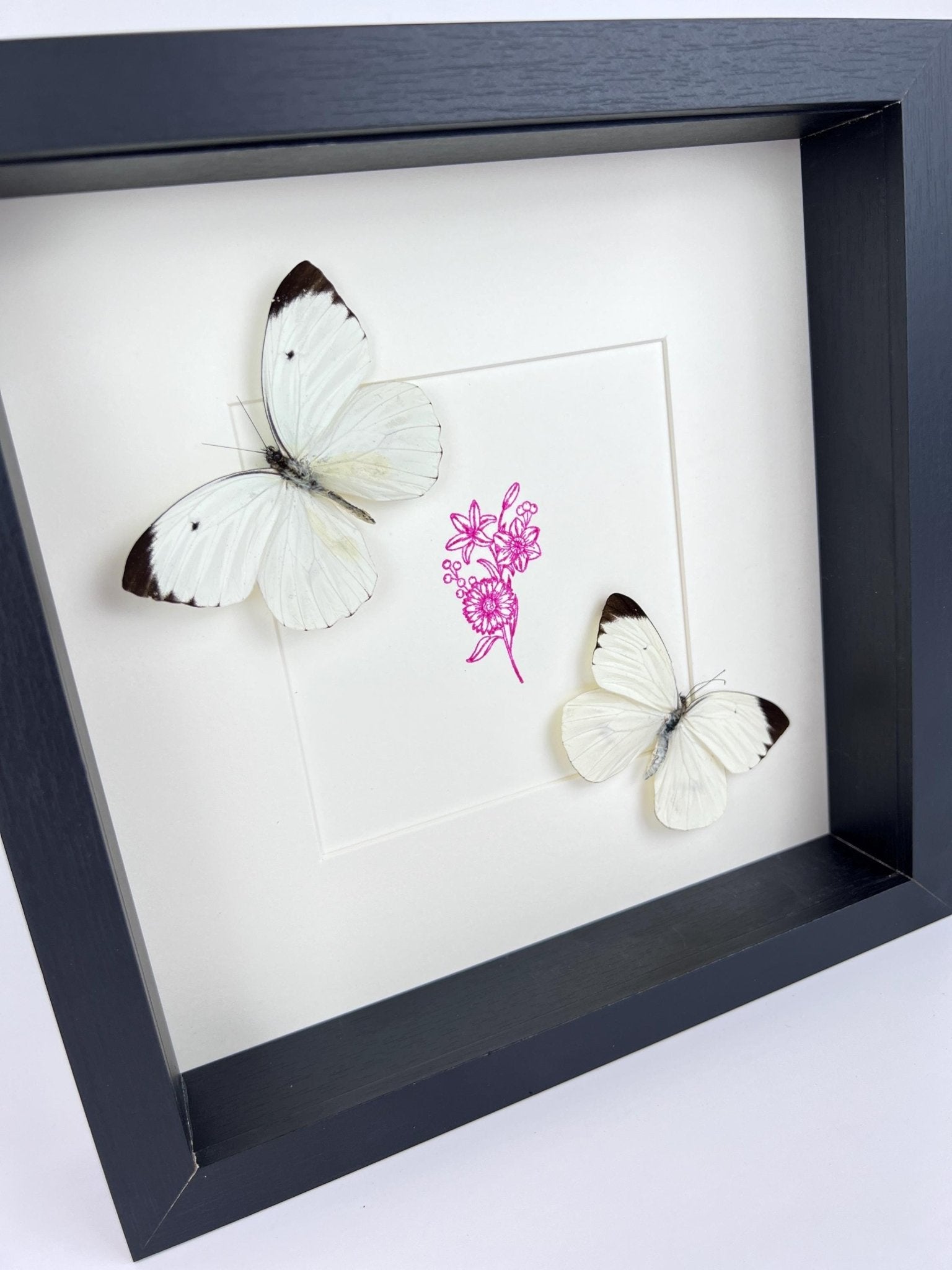 Ascia Bunaie auf violettem Blumenmuster, gerahmt von KEY LIME STORE