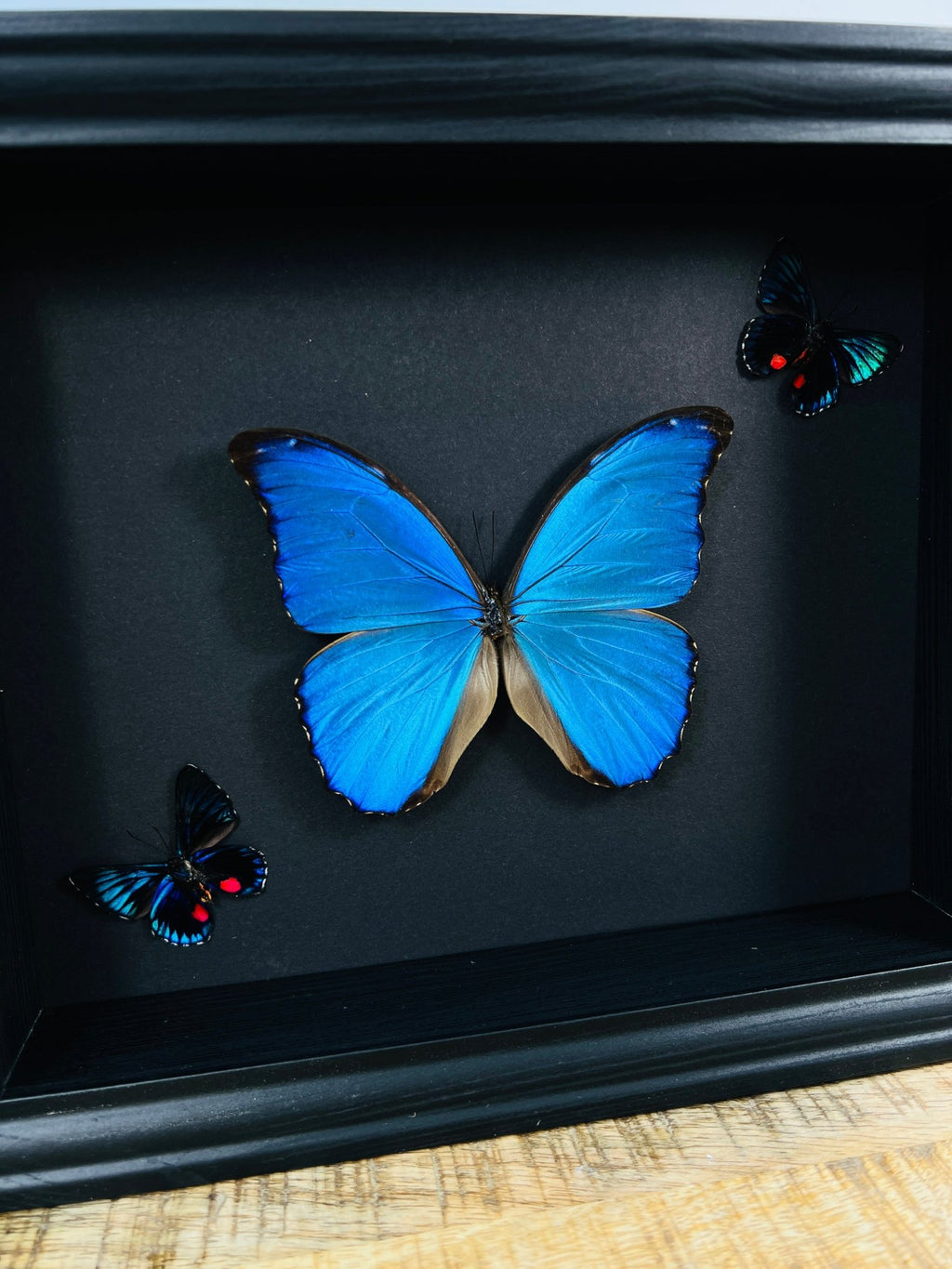 Morpho Didius und 2 Necyria in einem Rahmen von KEY LIME STORE