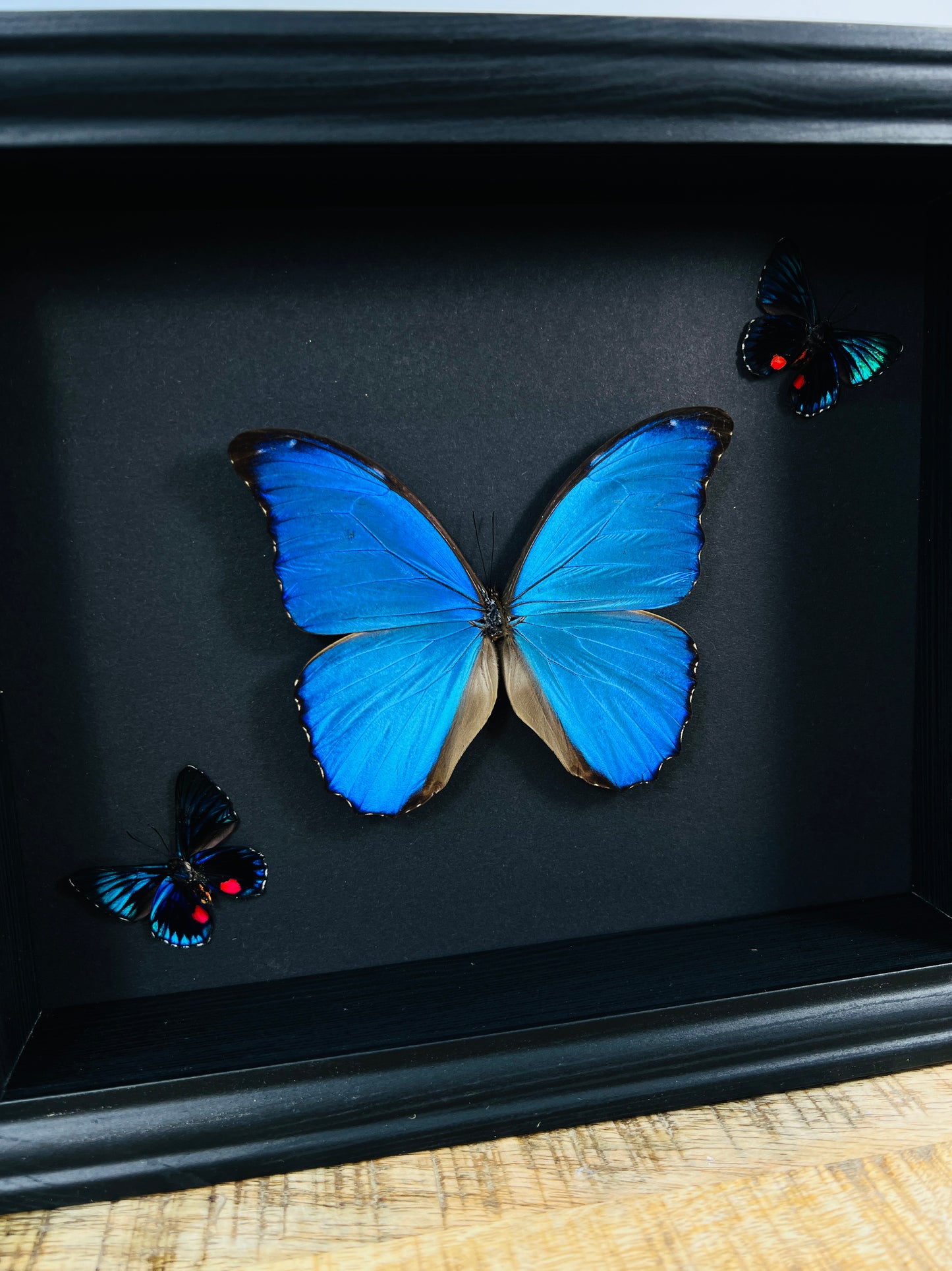 Morpho Didius and 2 Necyria in frame