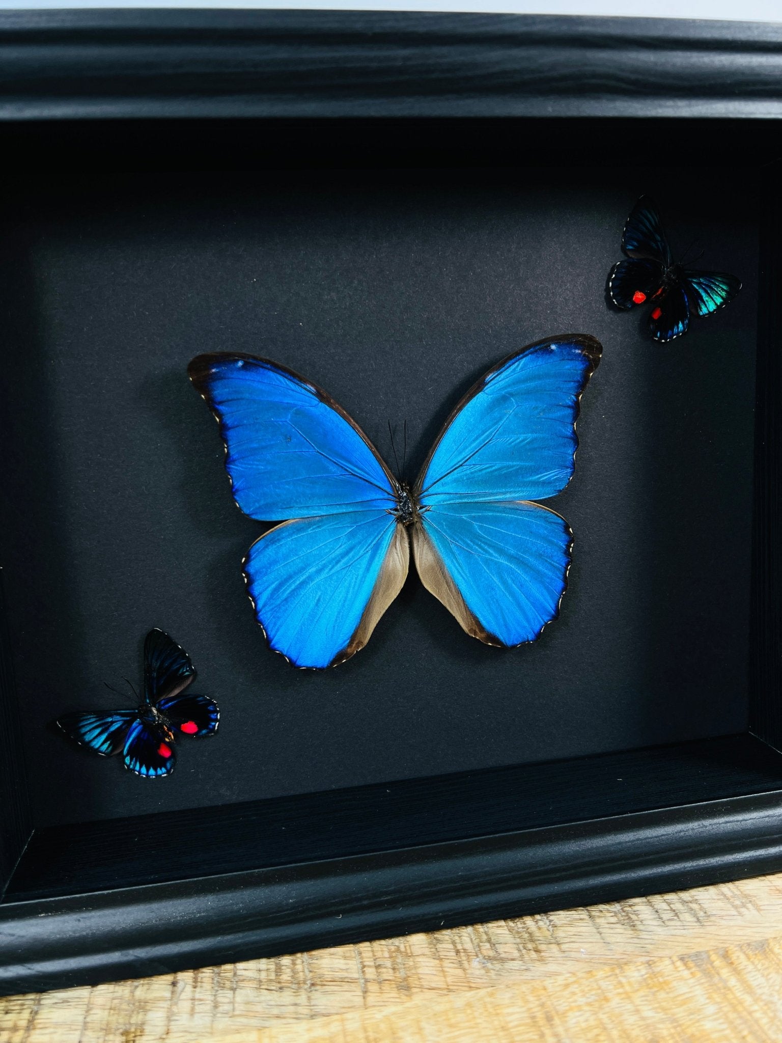 Morpho Didius und 2 Necyria in einem Rahmen von KEY LIME STORE