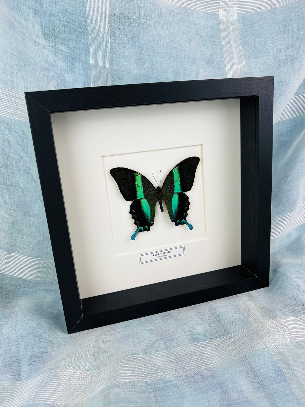 Papilip Blumei mit Namensschild in einem Rahmen von KEY LIME STORE