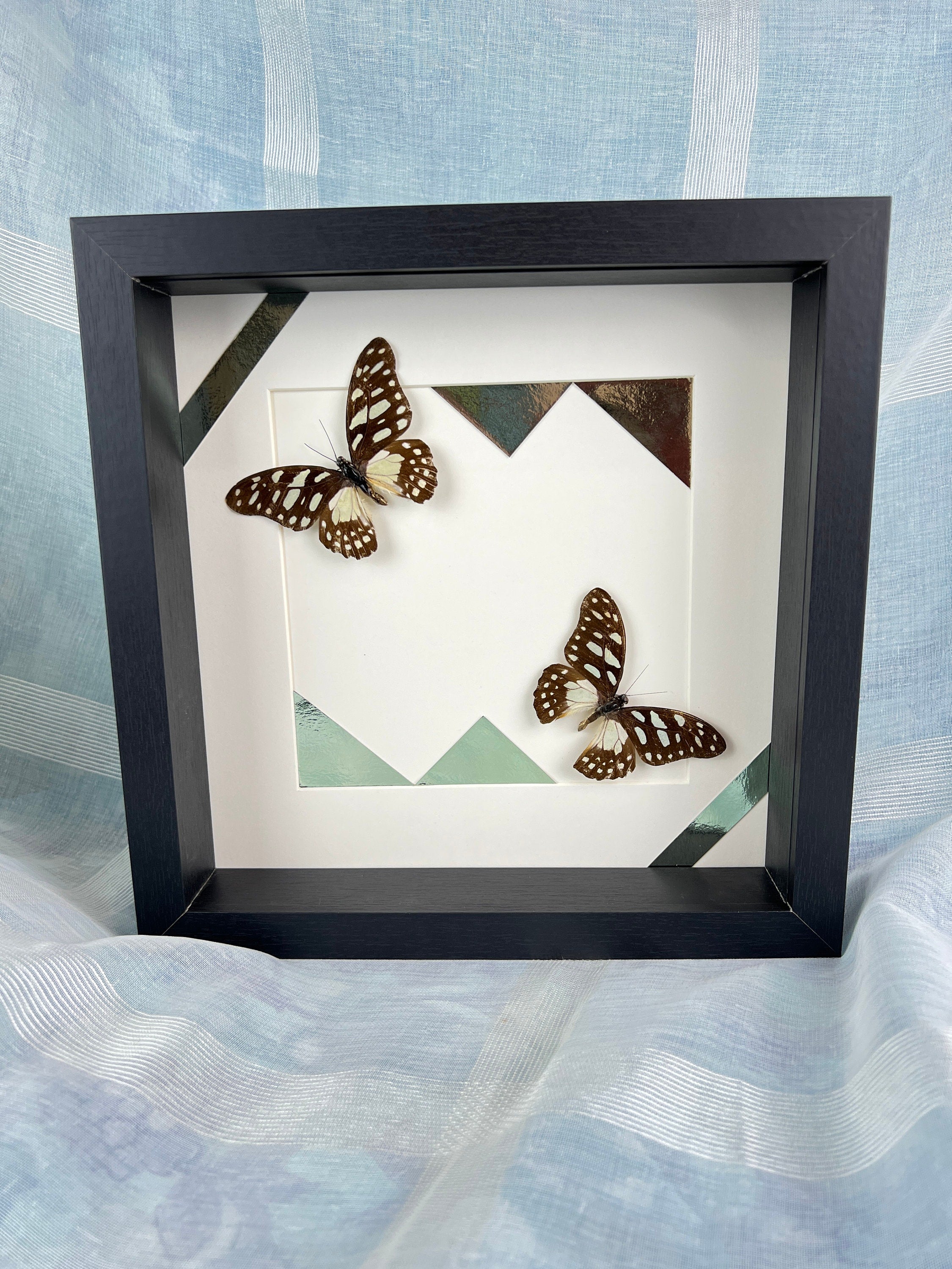 Graphium Leonidas op print in lijst