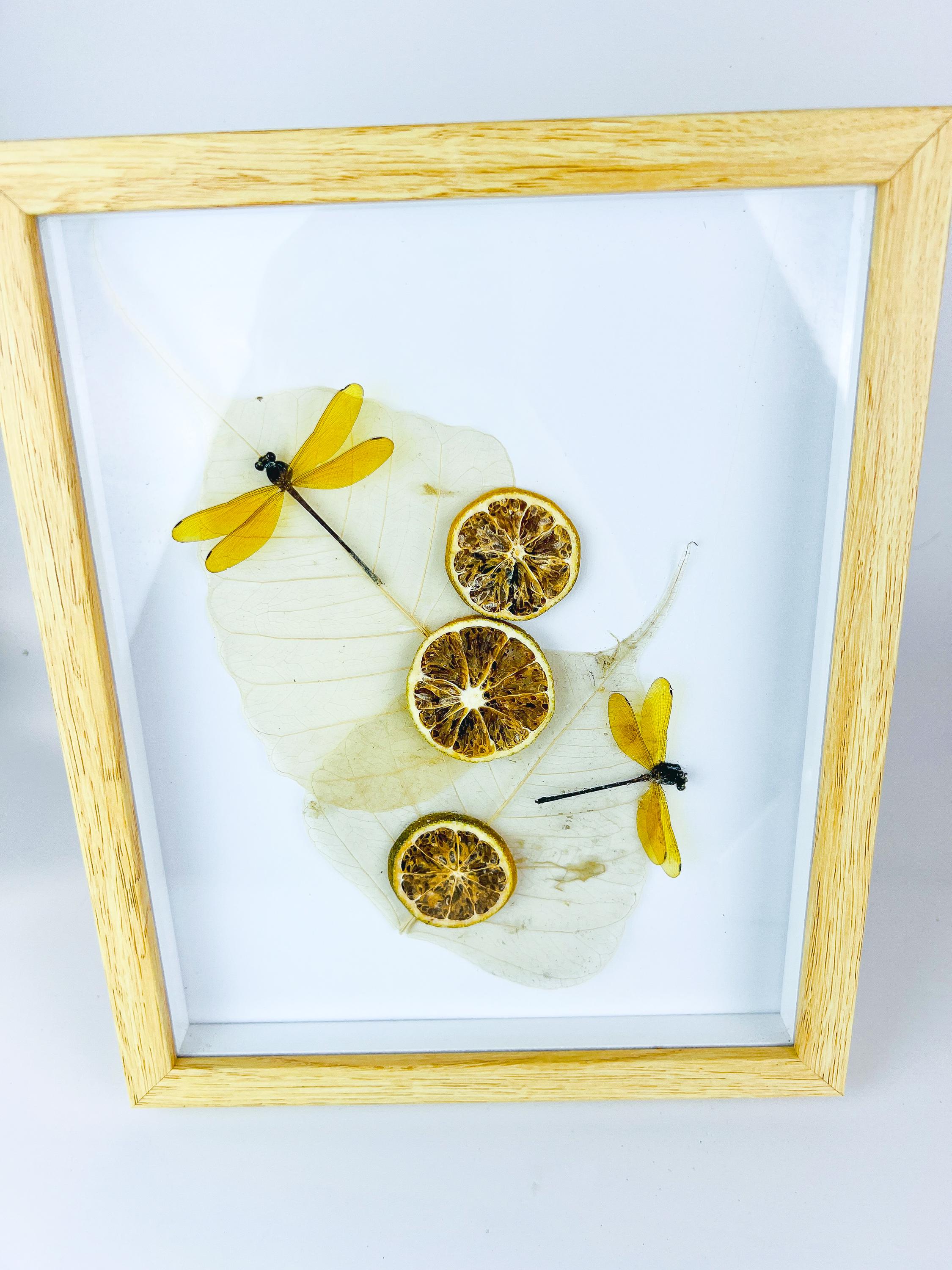 Libelle mit getrockneten Verzierungen in einem Rahmen
