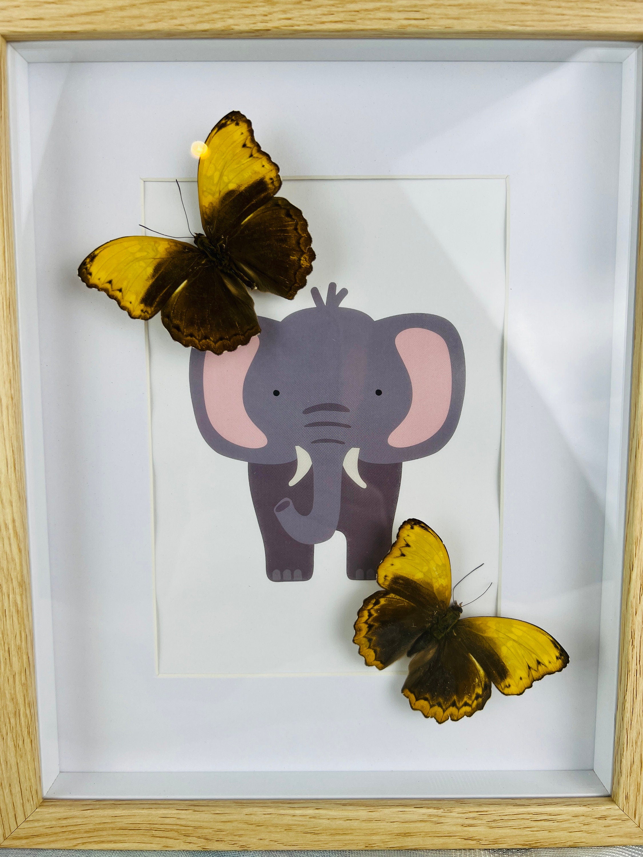 Cymothoe Haynac op print in lijst