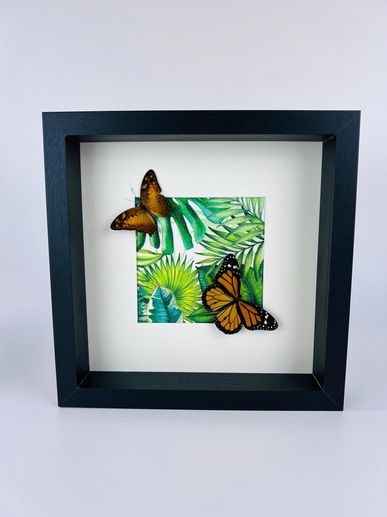 Vagrans Egista en Danaus Plexippus in lijst by KEY LIME STORE