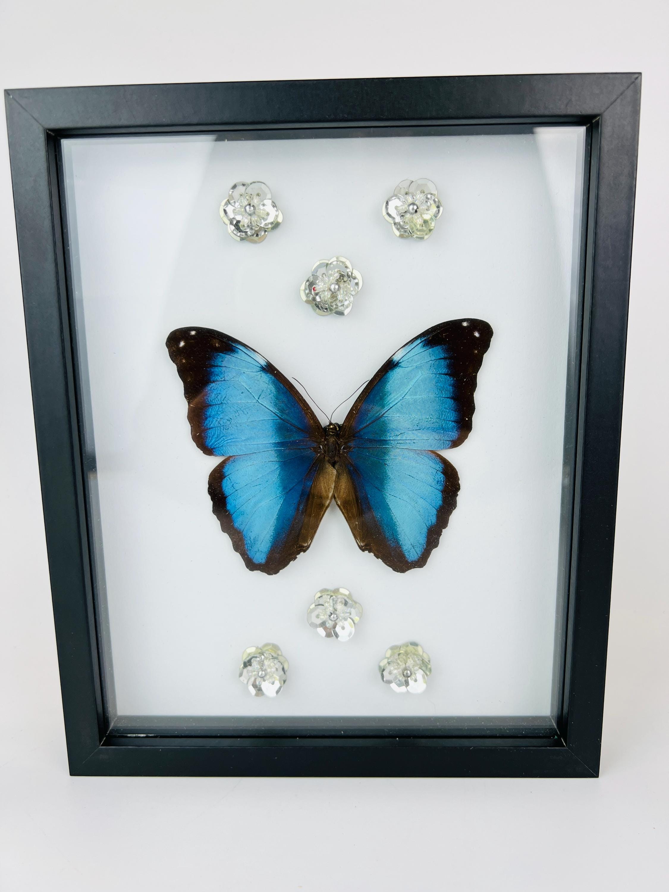 Echte vlinder | Morpho Deidamia met glitterbloemen in lijst (23x19cm)