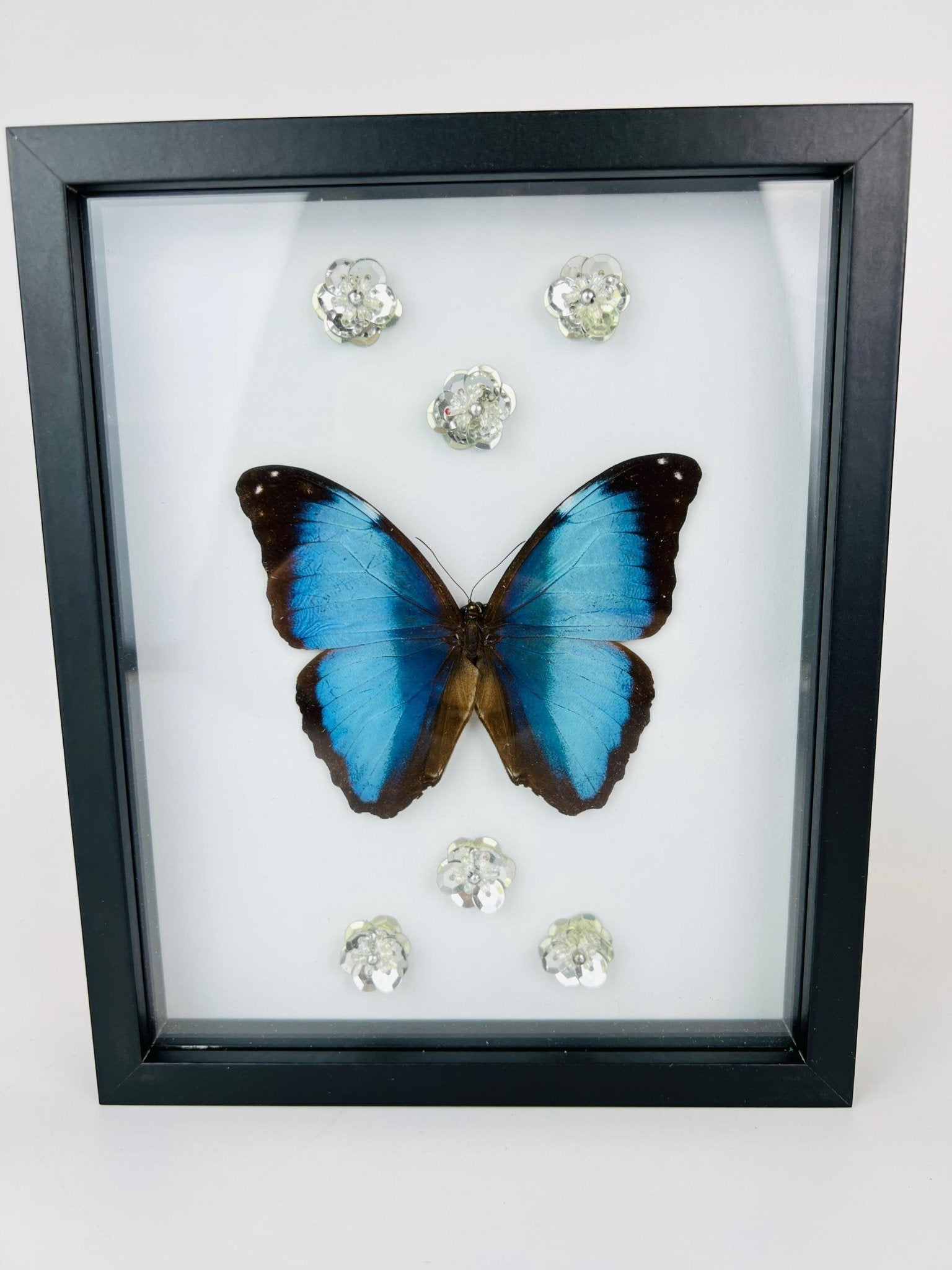 Morpho Deidamia mit Glitzerblumen im Rahmen von KEY LIME STORE