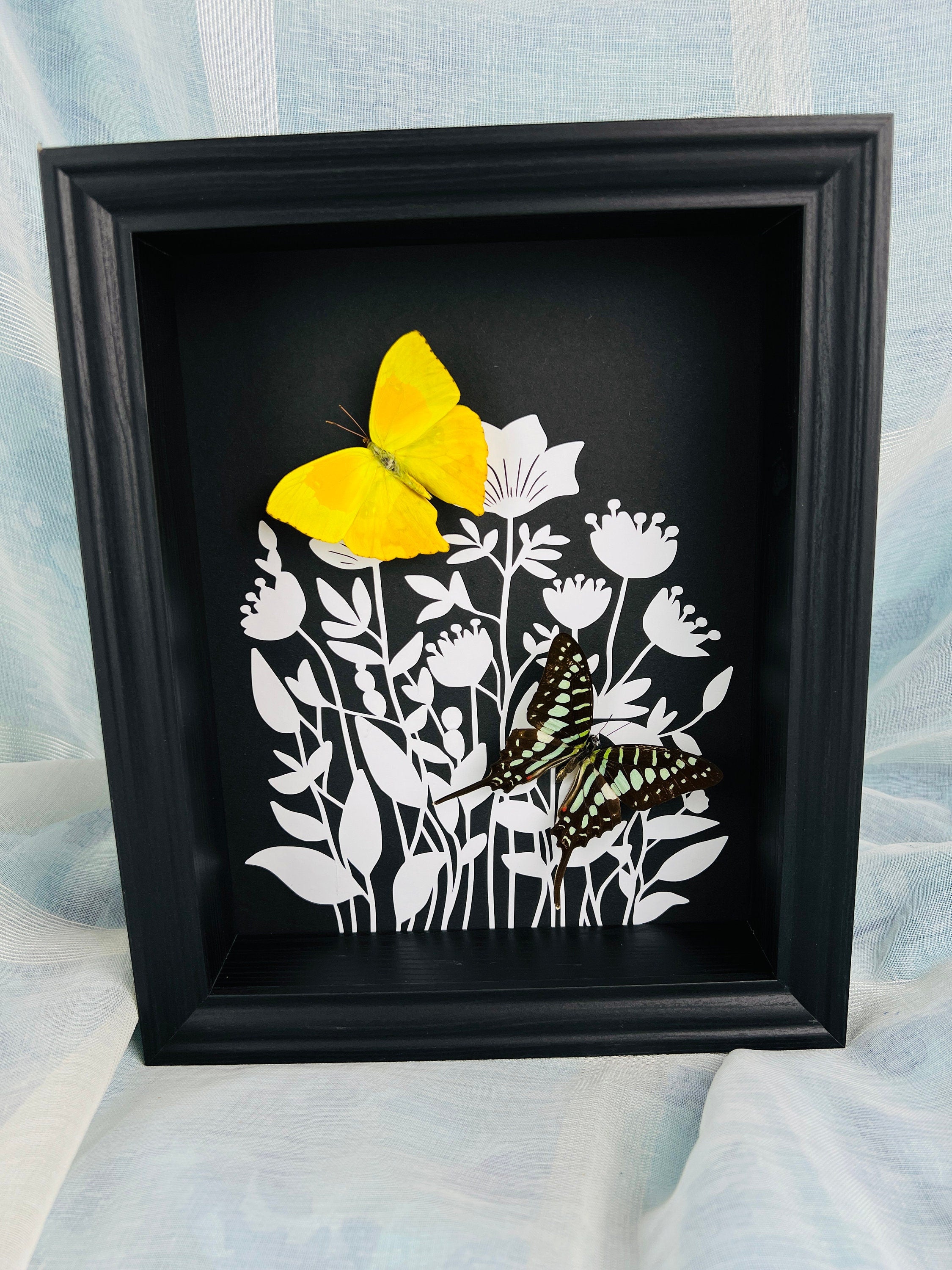 Phoebis Rurina en Graphium Antheus met print in lijst