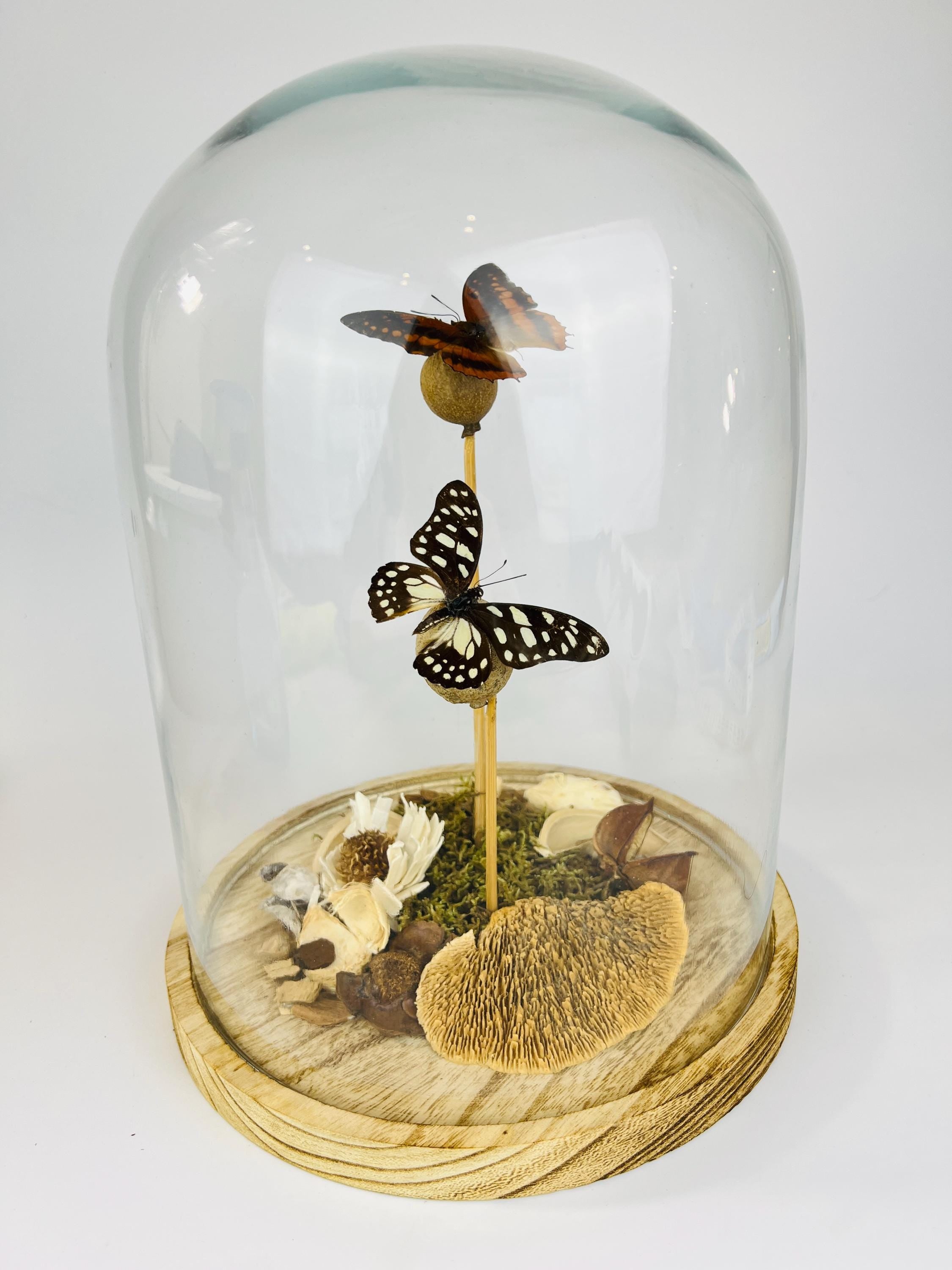 Charaxes and Graphium Leonidas in stolp