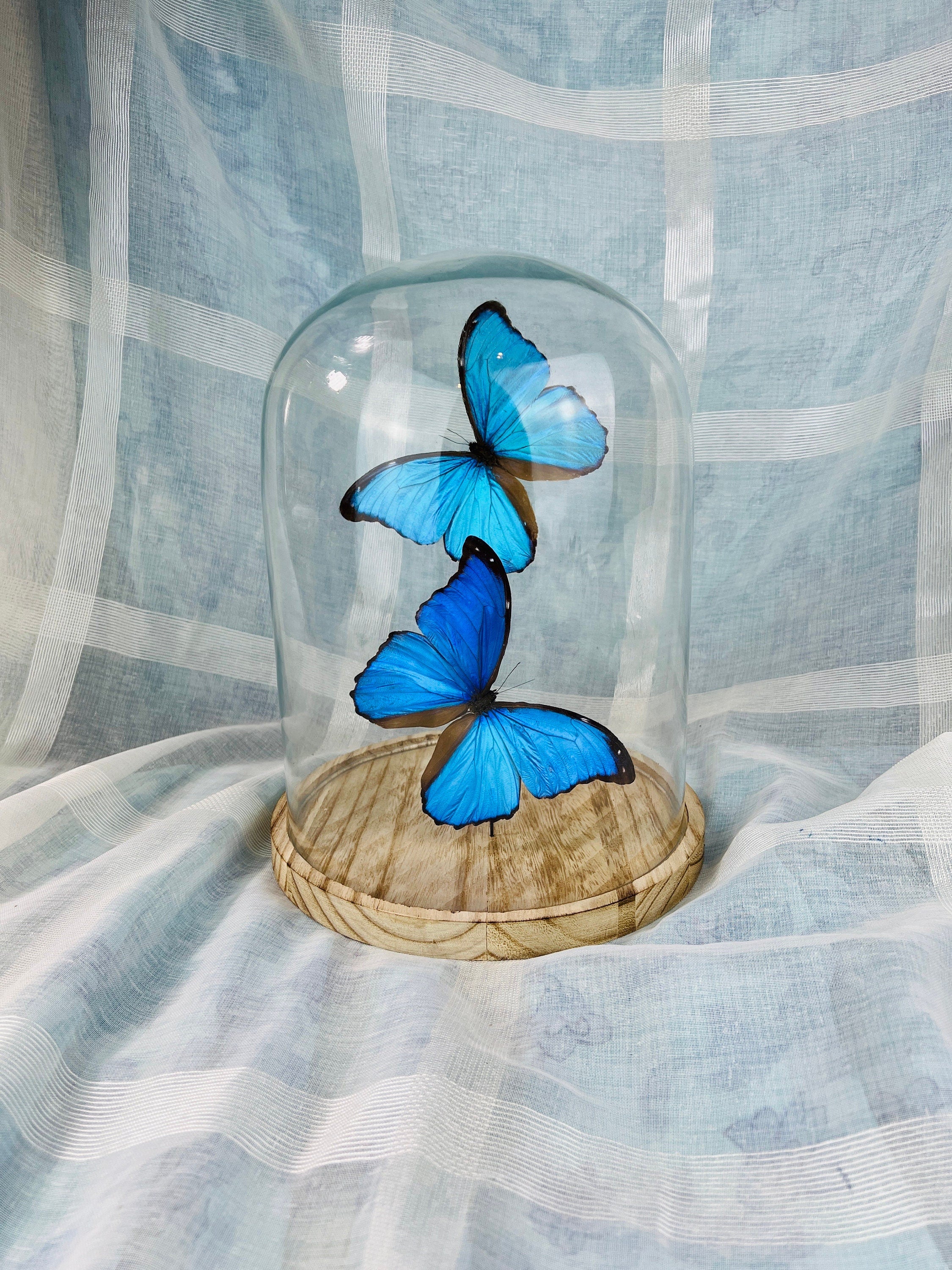 Handgemaakte vlinder - Morpho Didius Dome Display