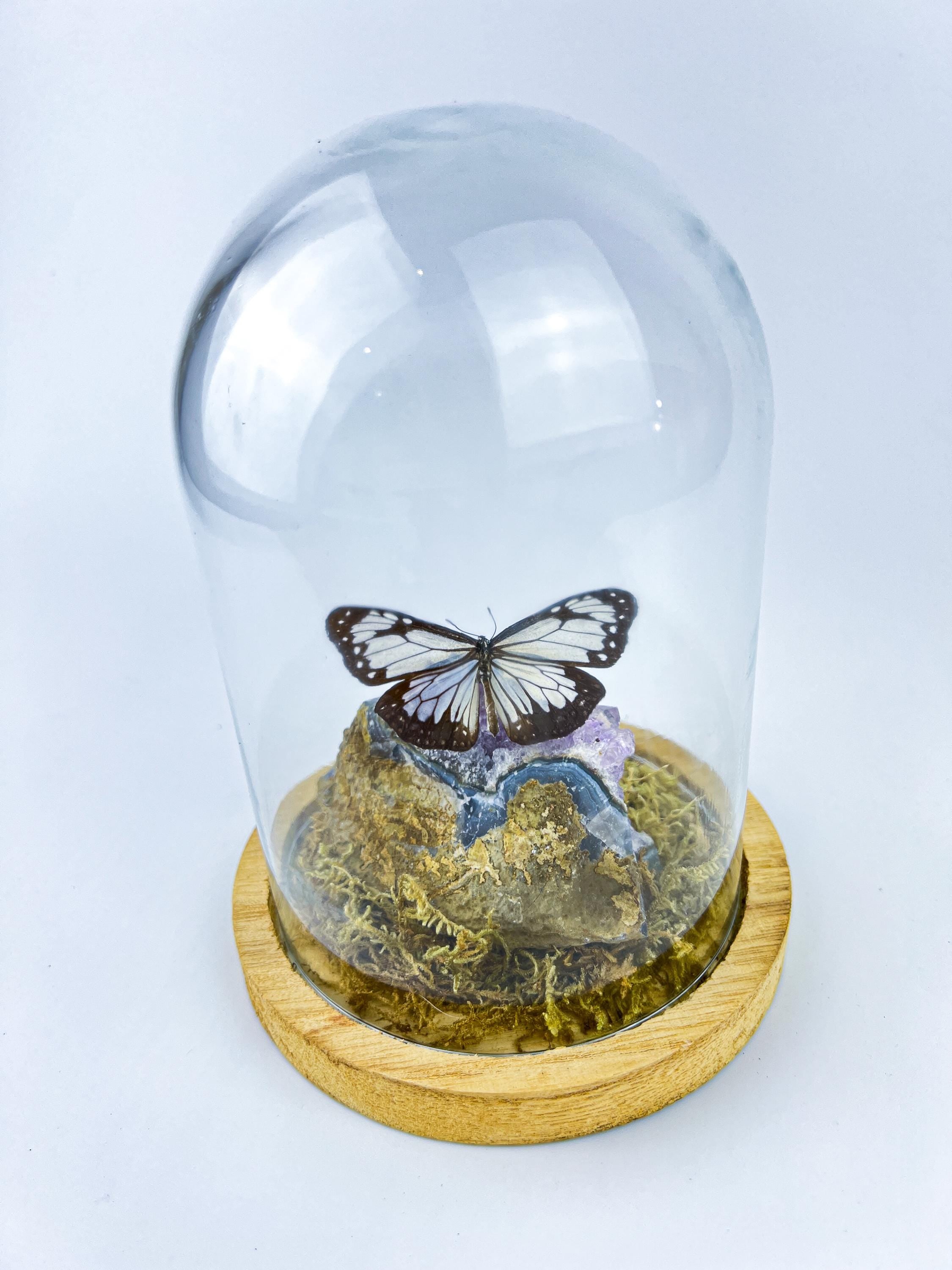 Echte vlinder | Parantica Vitrina op Amethyst in stolp (17x13cm)